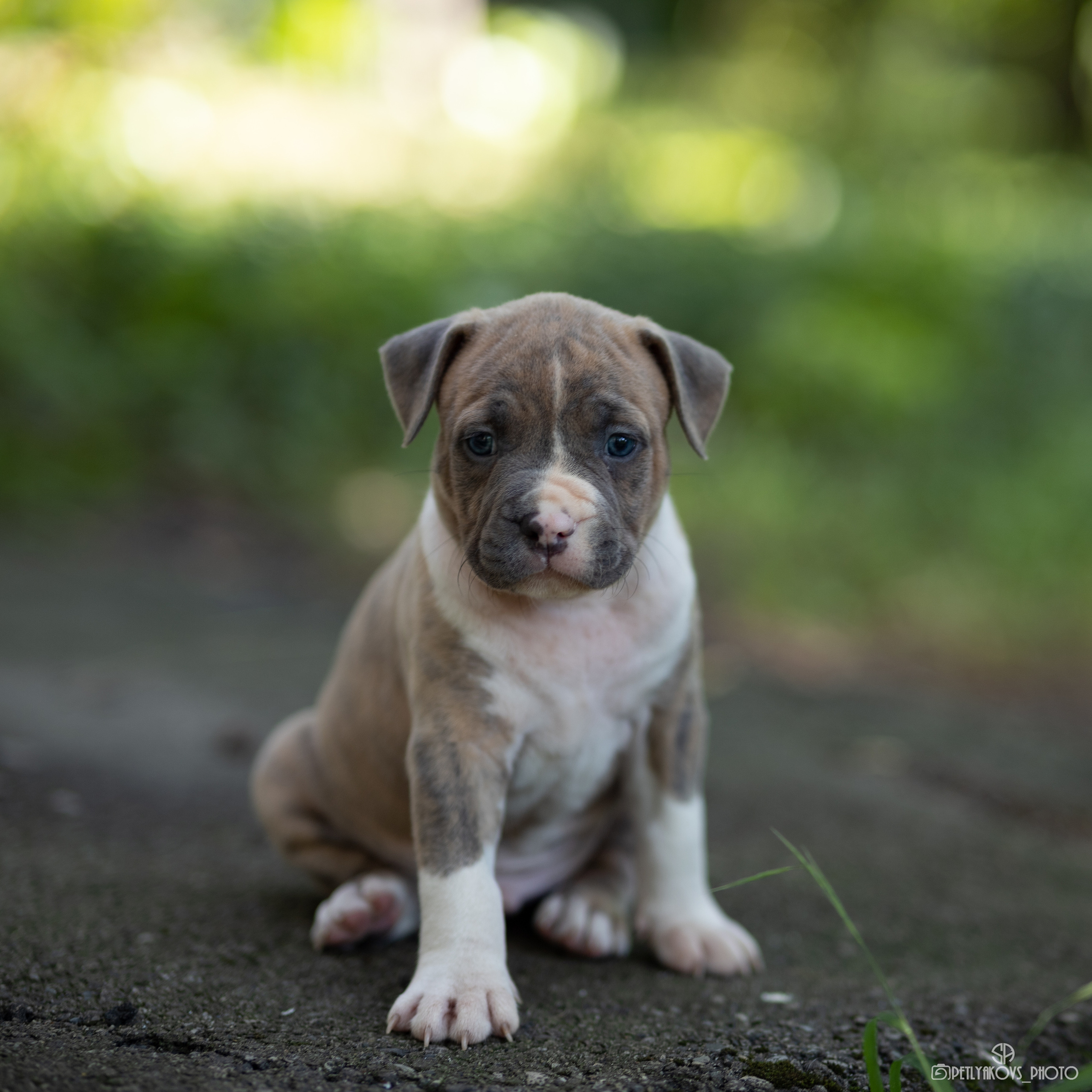 Фотограф собак Пятигорск