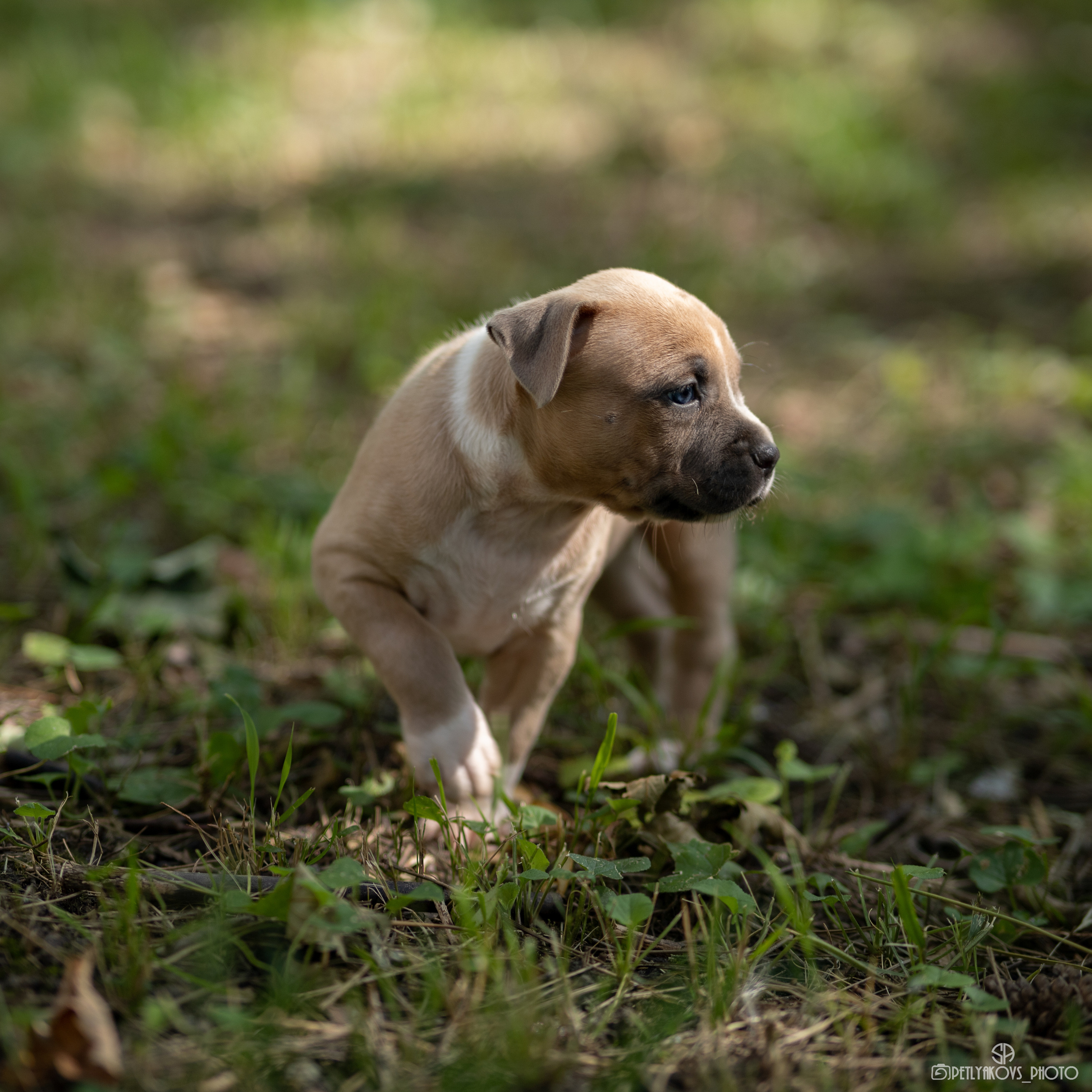 Фотосессия для заводчика Юлии Арловой. Фотограф, видеограф Пятигорск, Ставрополь, Ессентуки, Petlyakovs_photo