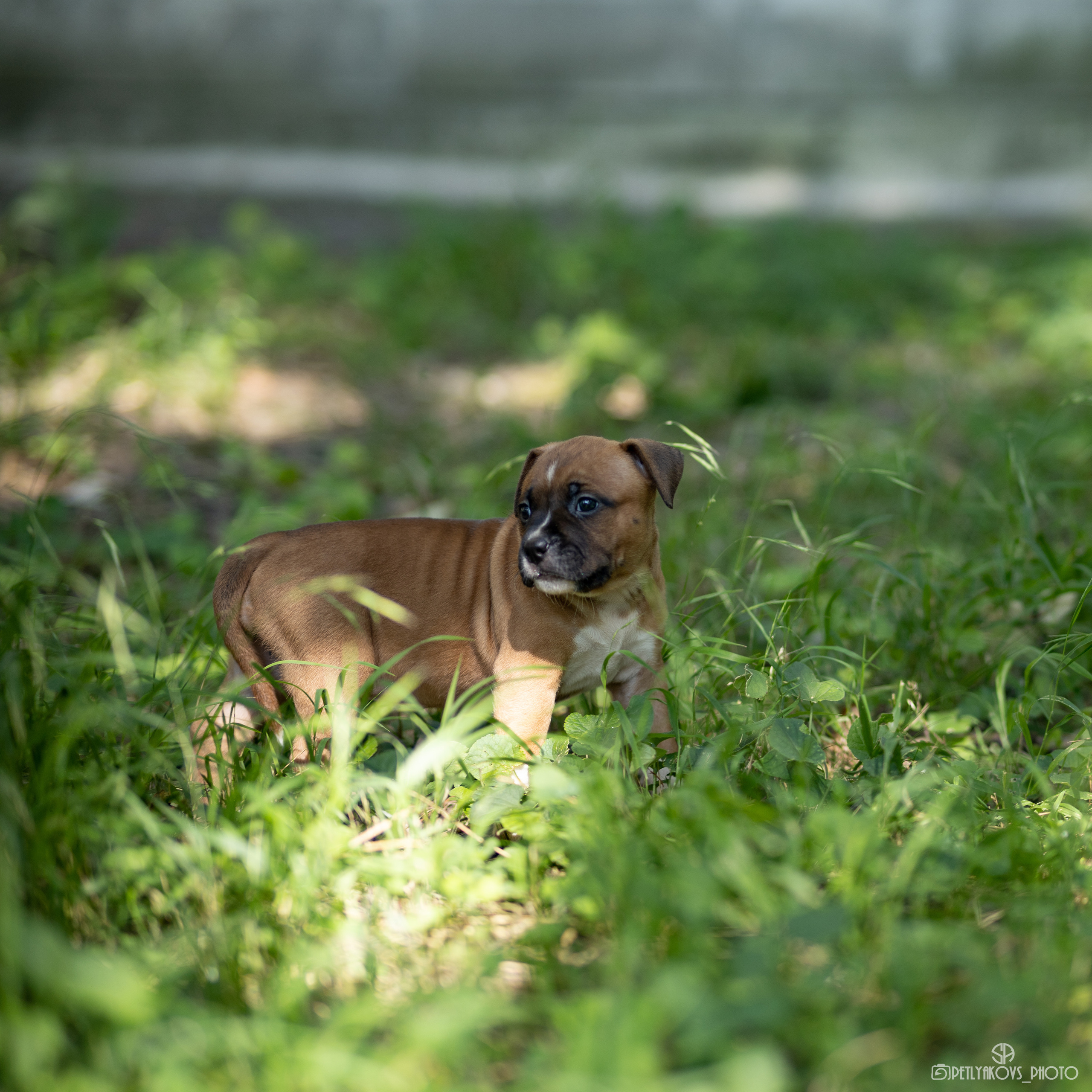 Фотосессия для заводчика Юлии Арловой. Фотограф, видеограф Пятигорск, Ставрополь, Ессентуки, Petlyakovs_photo
