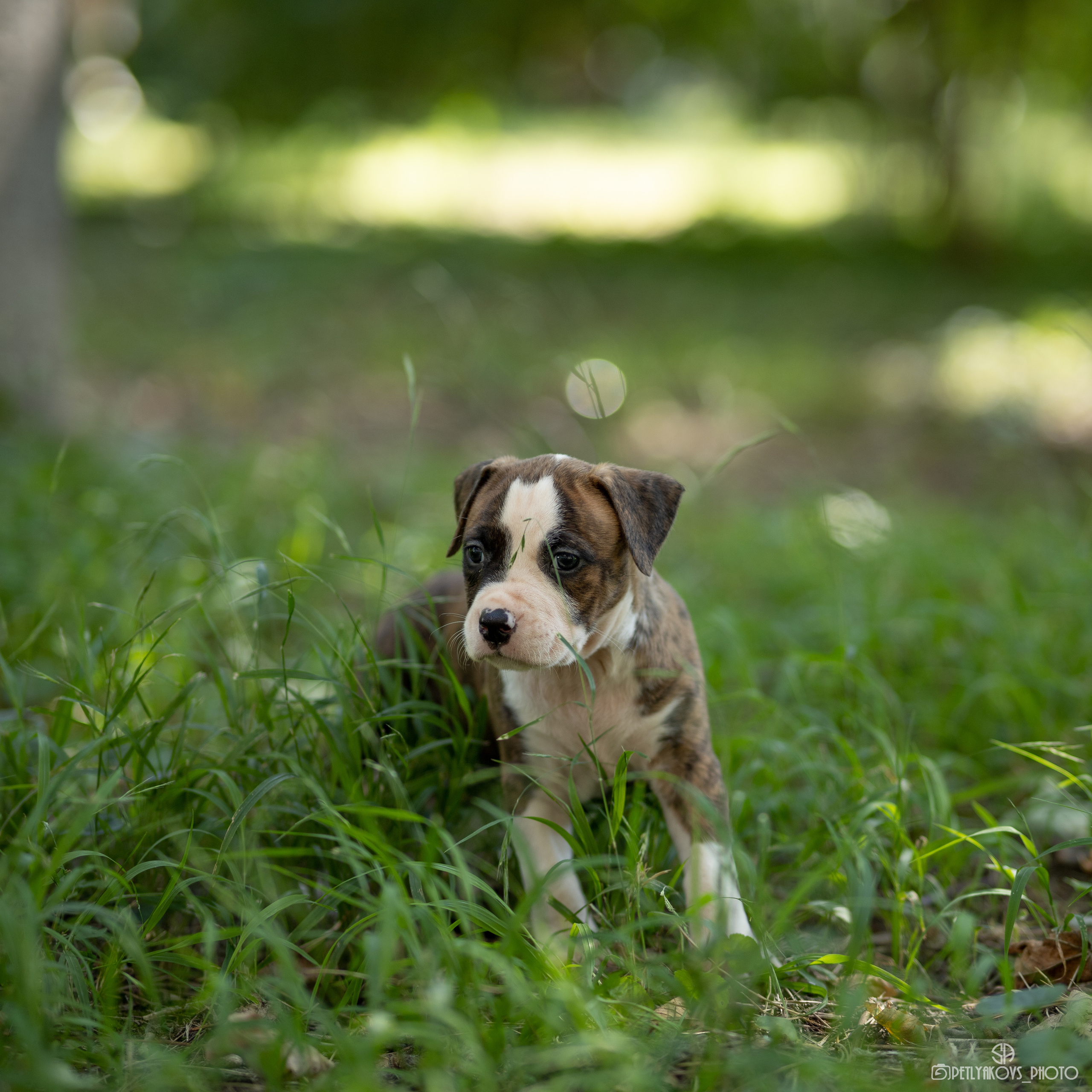 Фотосессия для заводчика Юлии Арловой. Фотограф, видеограф Пятигорск, Ставрополь, Ессентуки, Petlyakovs_photo