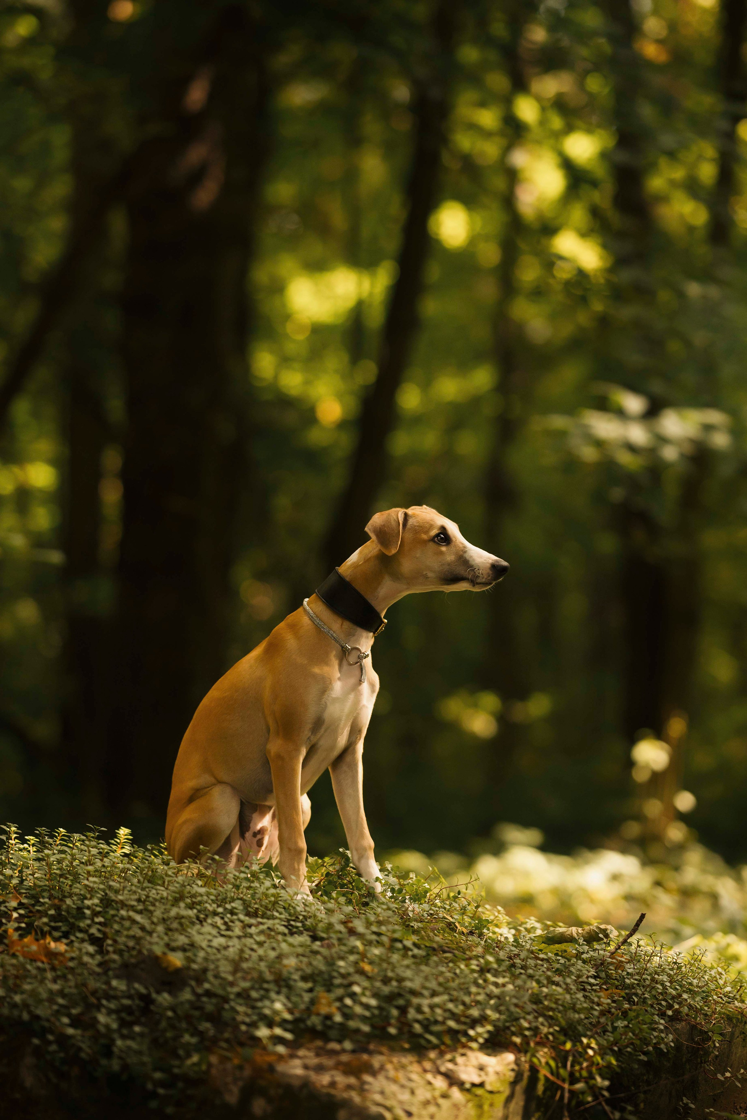 Нева и Персей. Фотограф- анималист Александра Матвеева