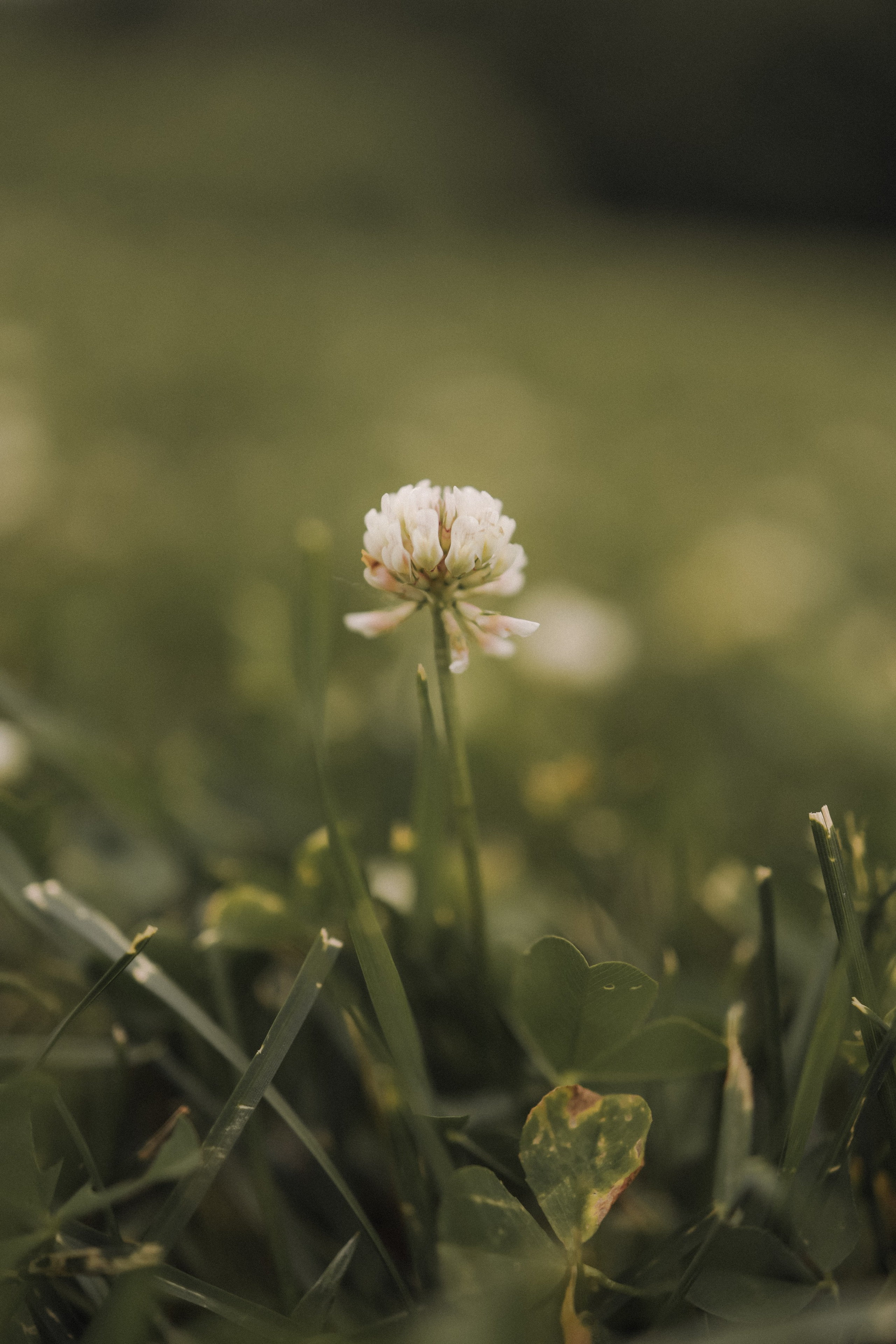О любви и Прогулках. Марина Мужиченкова. Семейная и детская фотосъёмка в Москве
