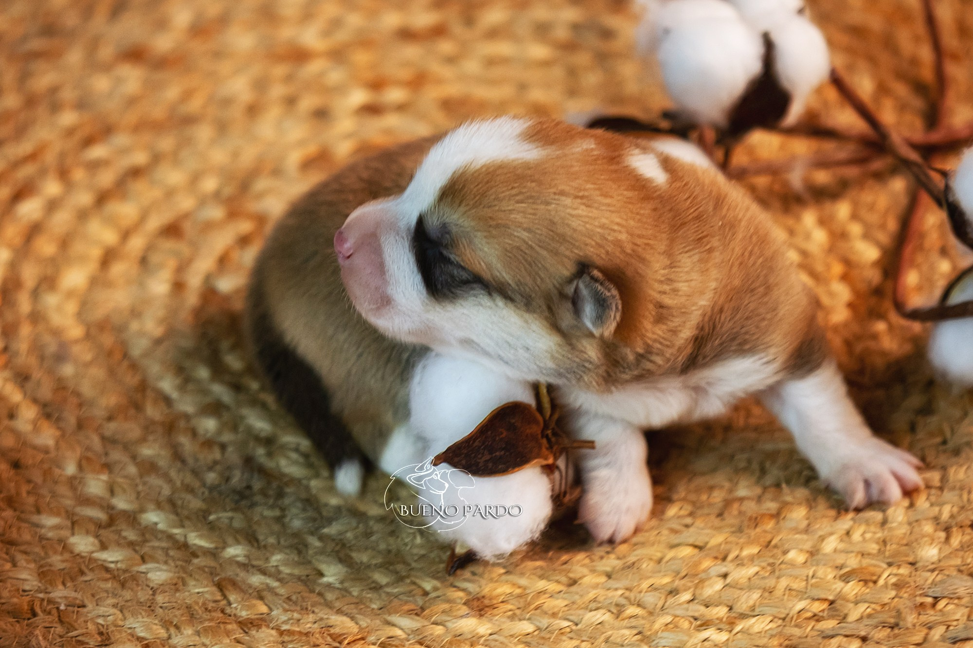 Щенки вельш корги пемброк из питомника. Питомник собак Акита, Хаски, Корги
