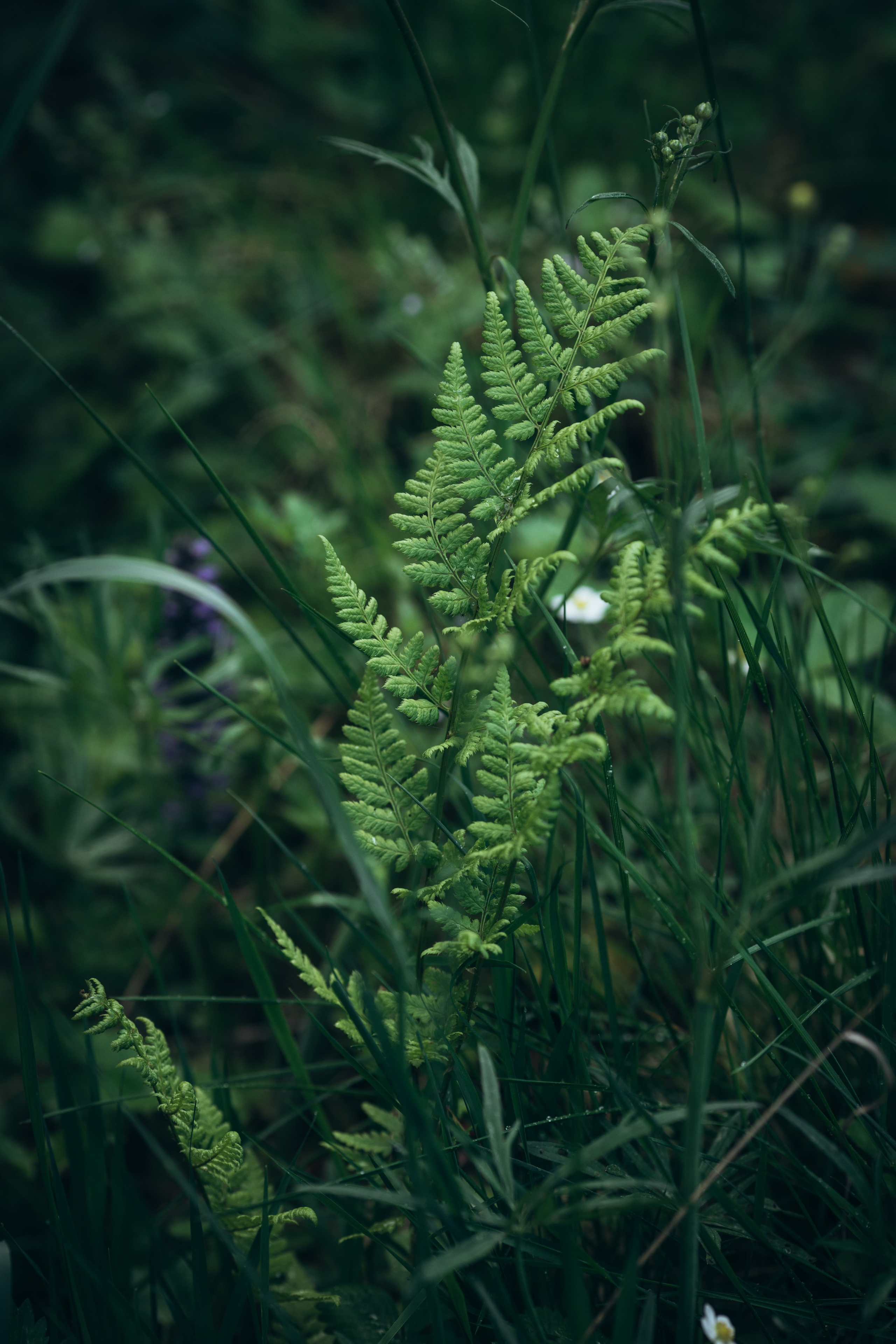 Природные пейзажи. Наталия Клевинскас портретный фотограф в Костроме