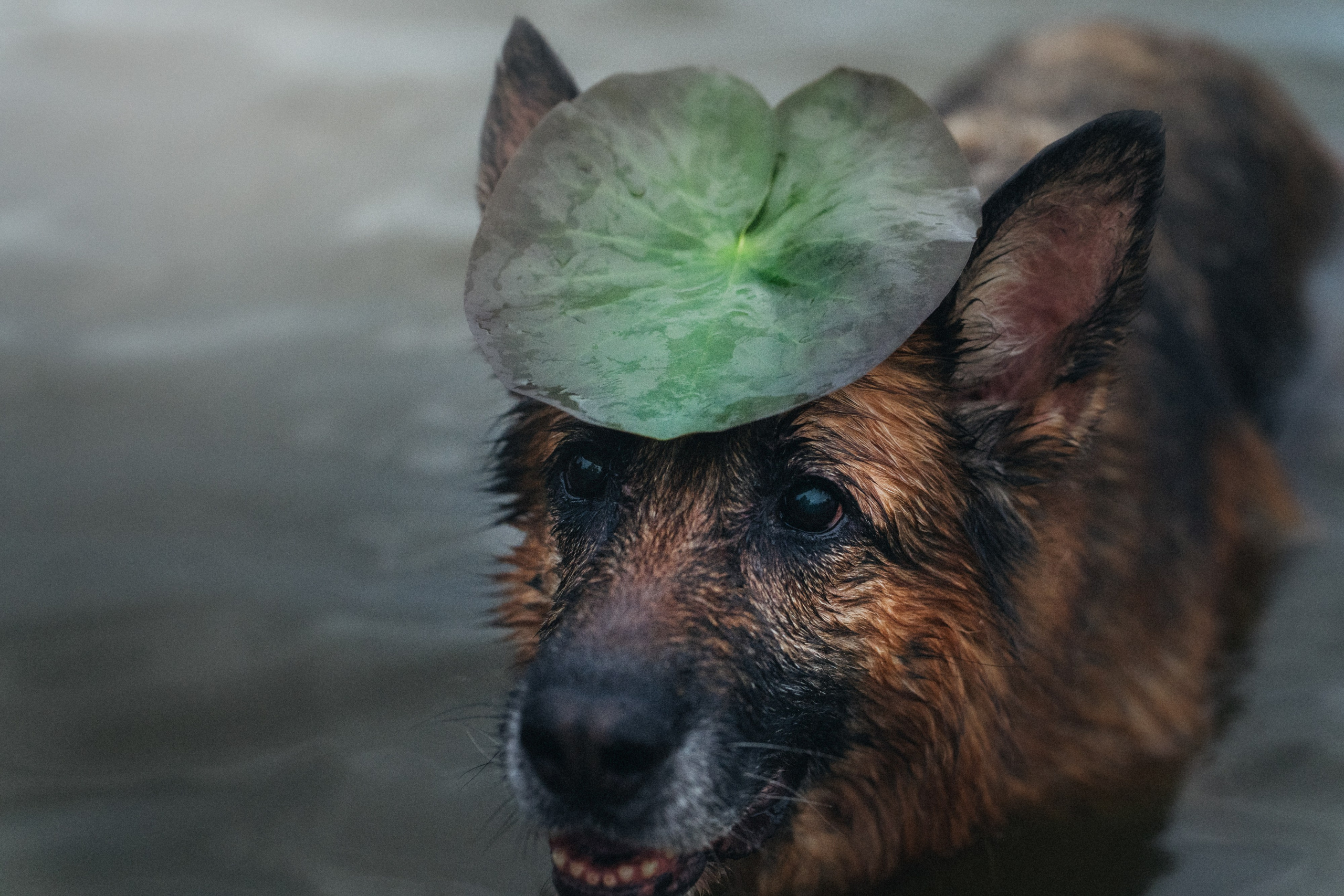 Вика и Фрея. Фотограф анималист в Москве и Санкт-Петербурге Свиридова Анна