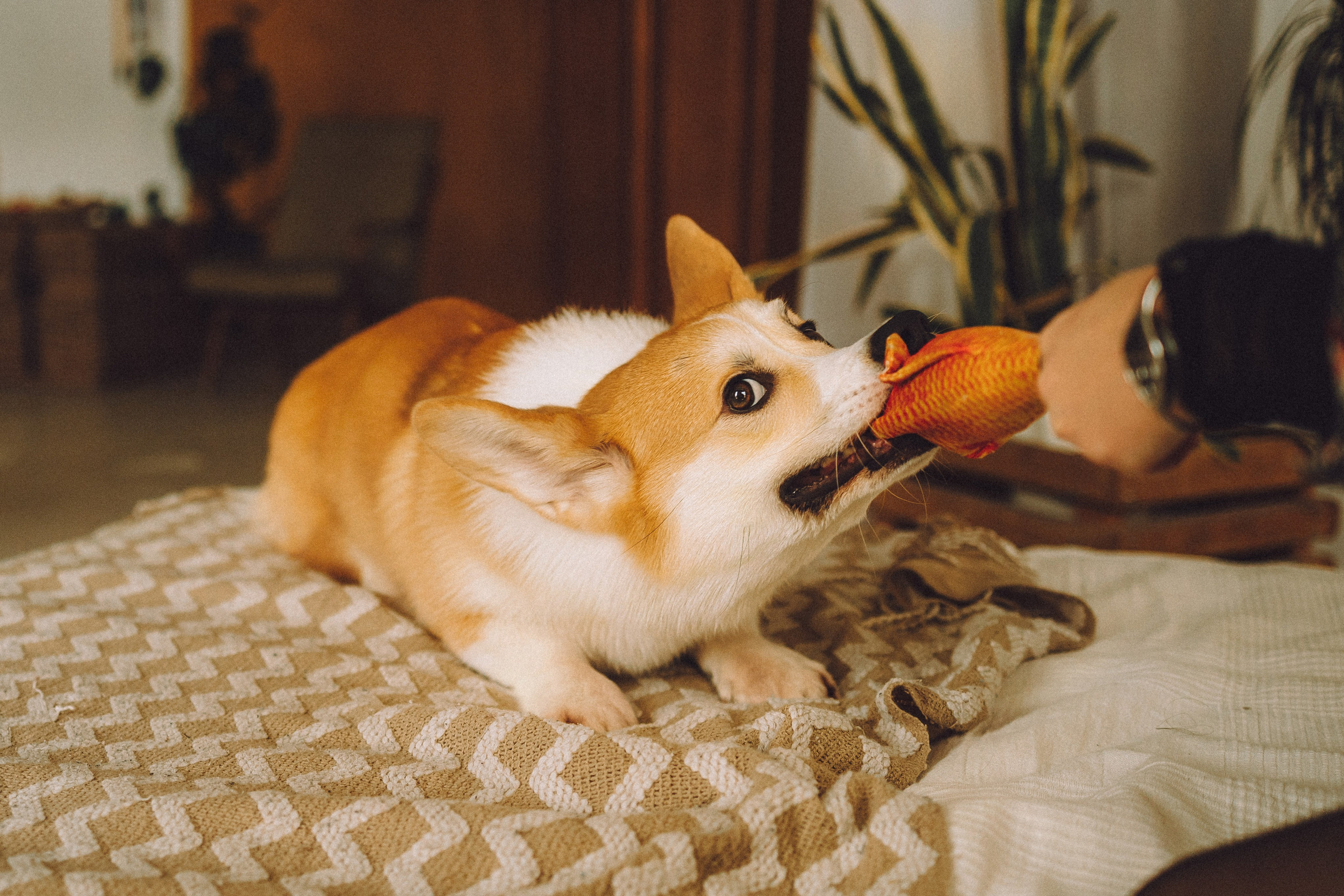 Наталья, Евгений и Мерлин