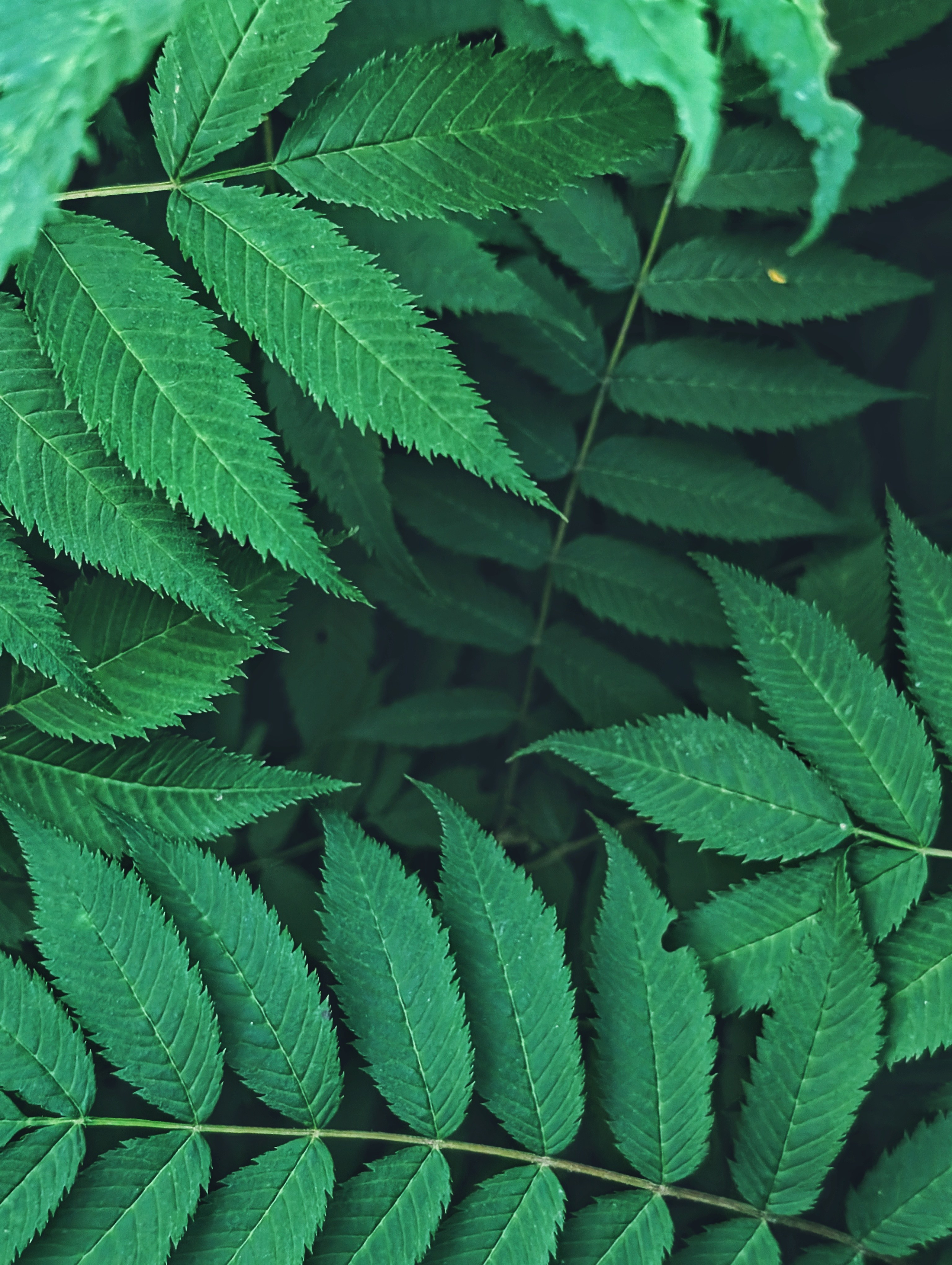 Вдохновение. Ph___tina