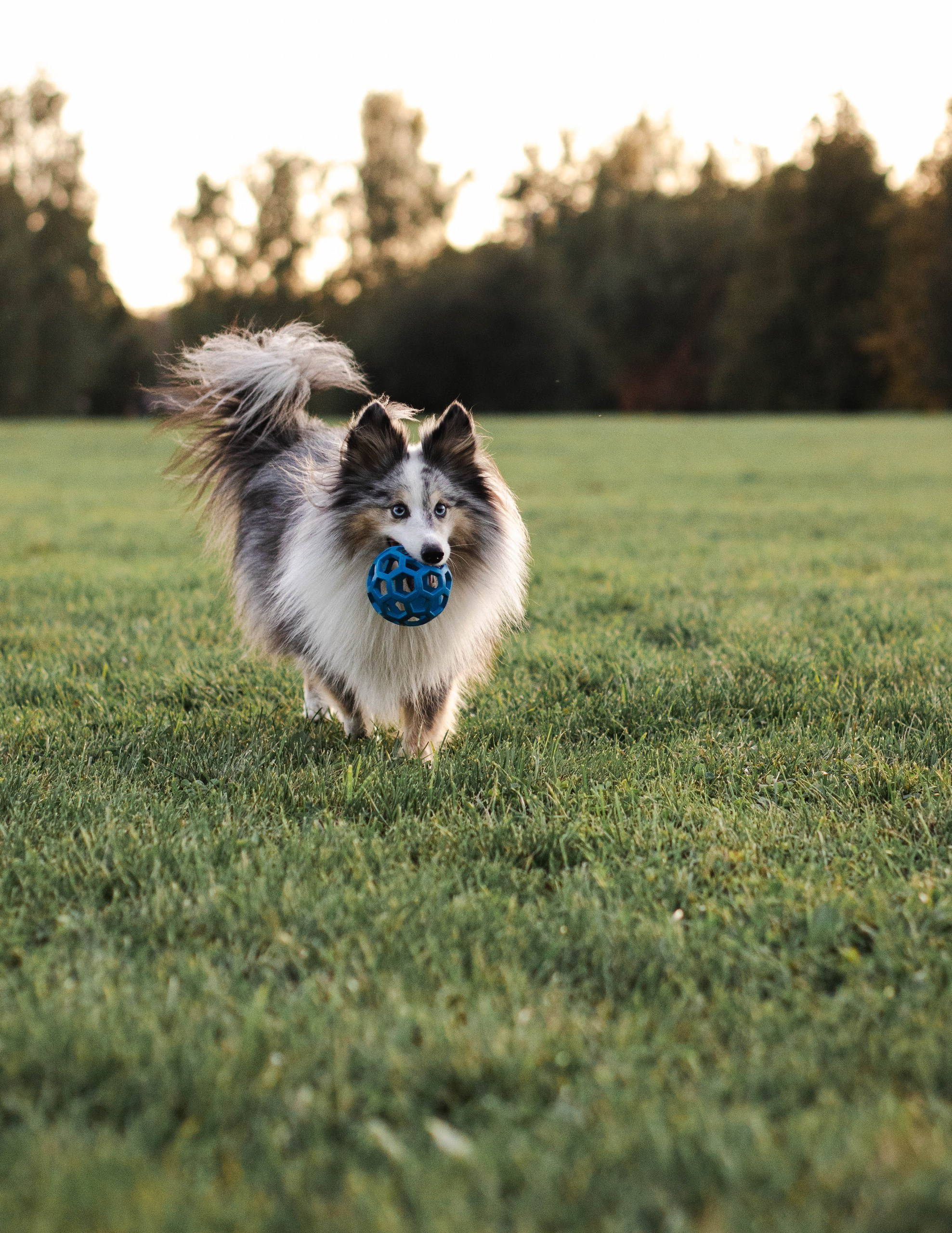 Маша & Аки. Фотограф в Москве Ксюшенька
