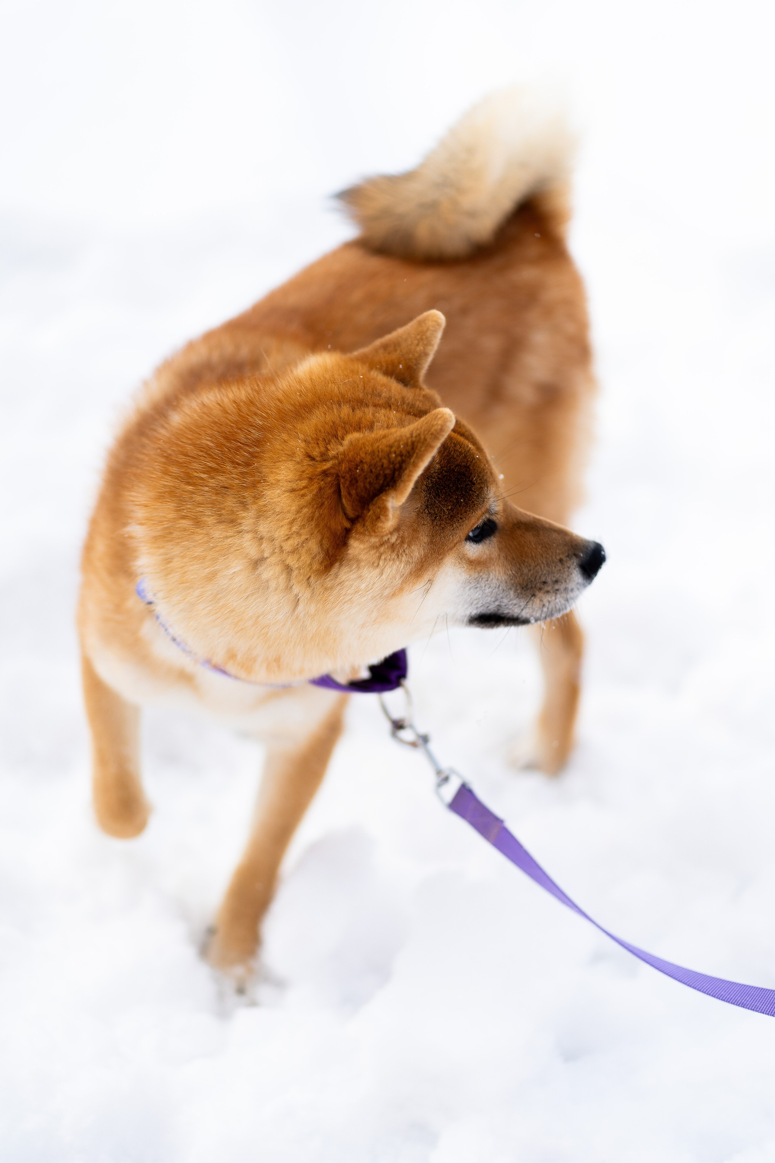 Соня&Лёня. Анастасия Паршукова — фотограф Шерегеш Новосибирск
