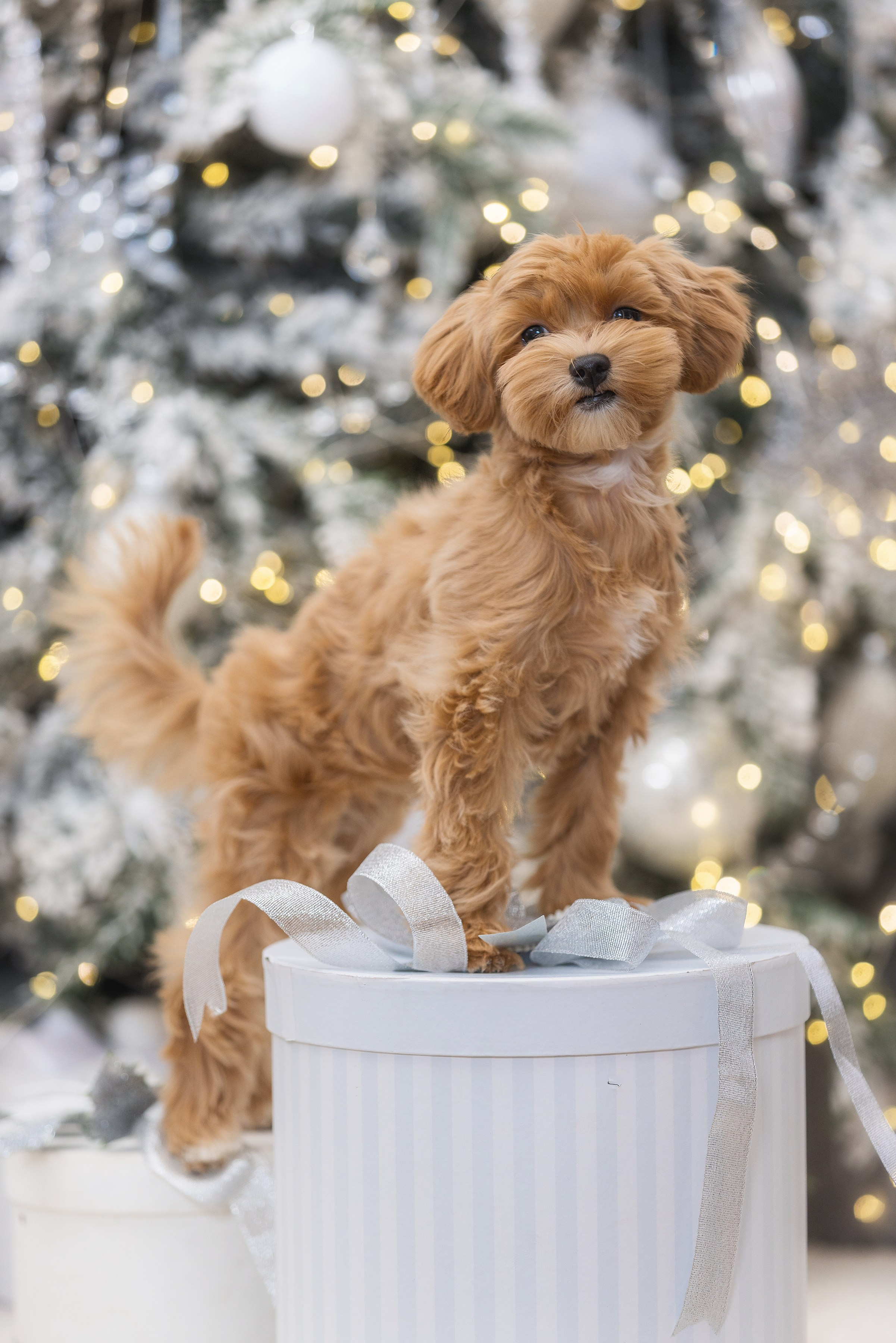 Хвостатый Новый Год. Фотограф Алена Звездина