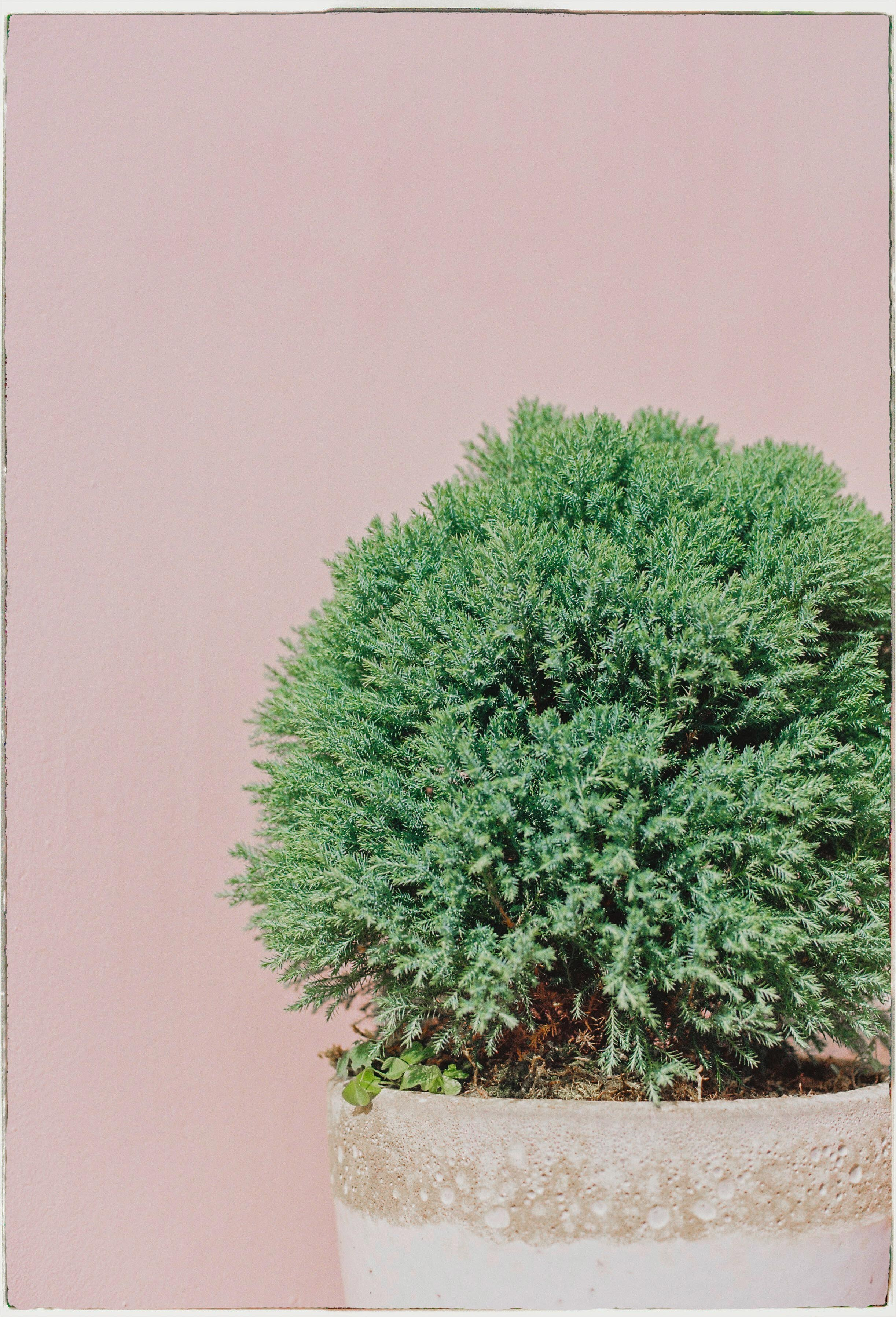 Dalat 2024. Film Photographer in Da Nang, Vietnam — Tanya Parfenteva