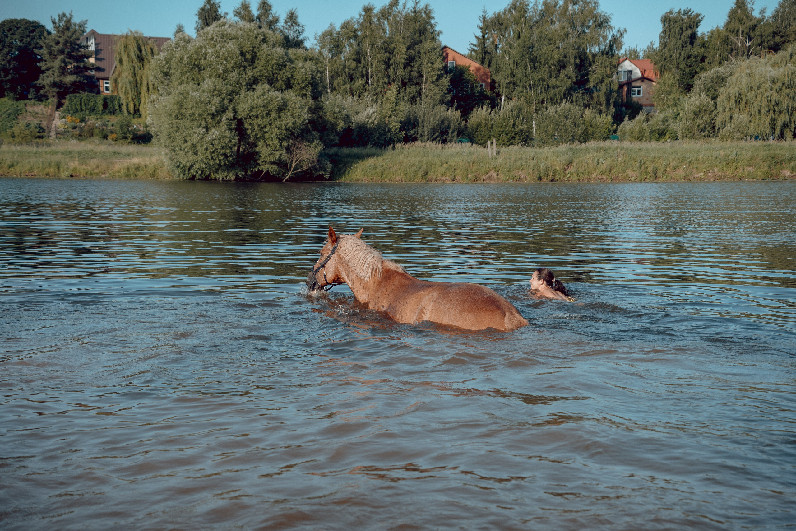 Купание лошадей 05.07.2024. Портретный и семейный фотограф в Москве/Видное