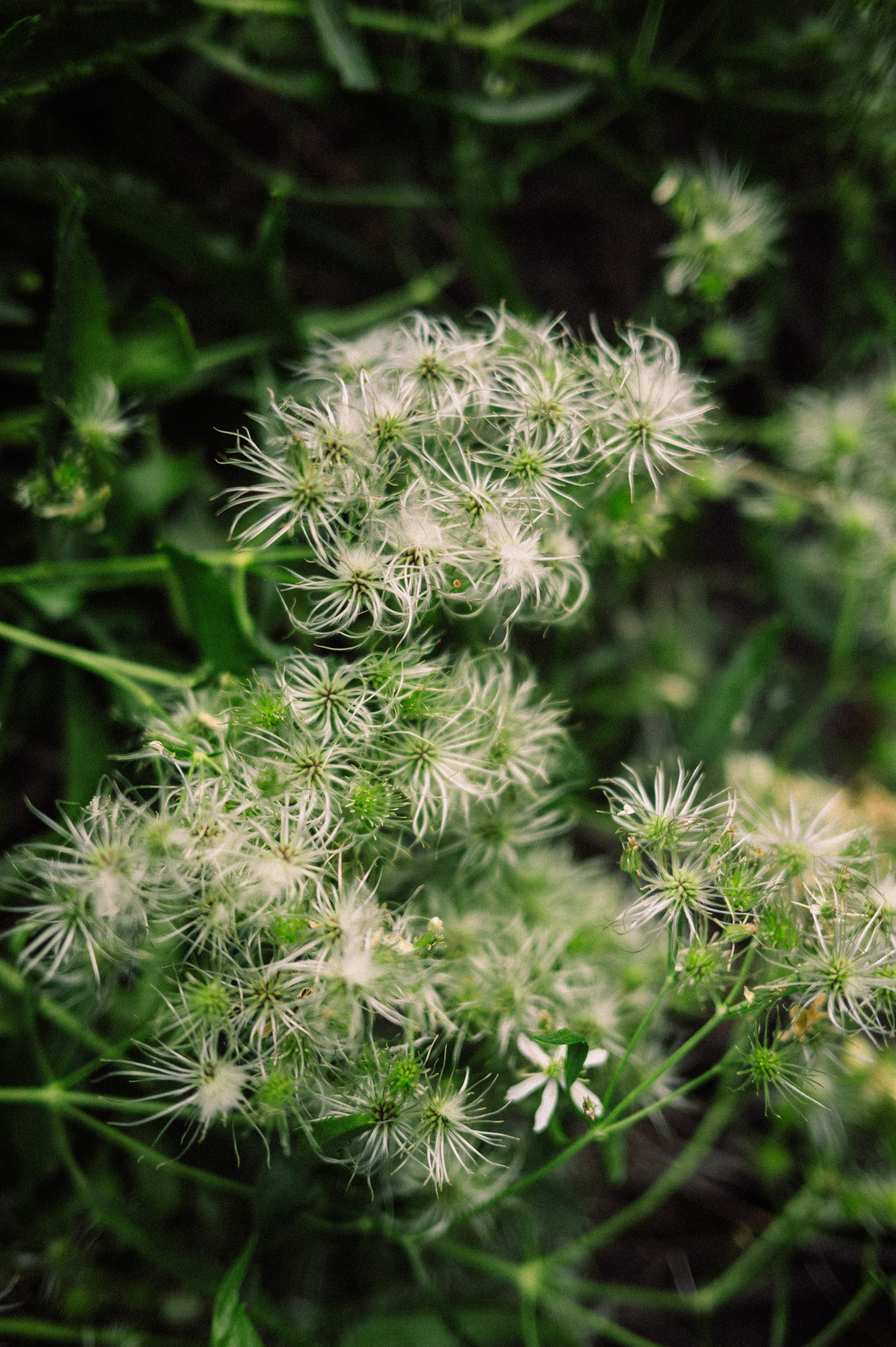 Плато Ассы: июль 2025. Фотограф в Алматы — Дарья Фёдорова