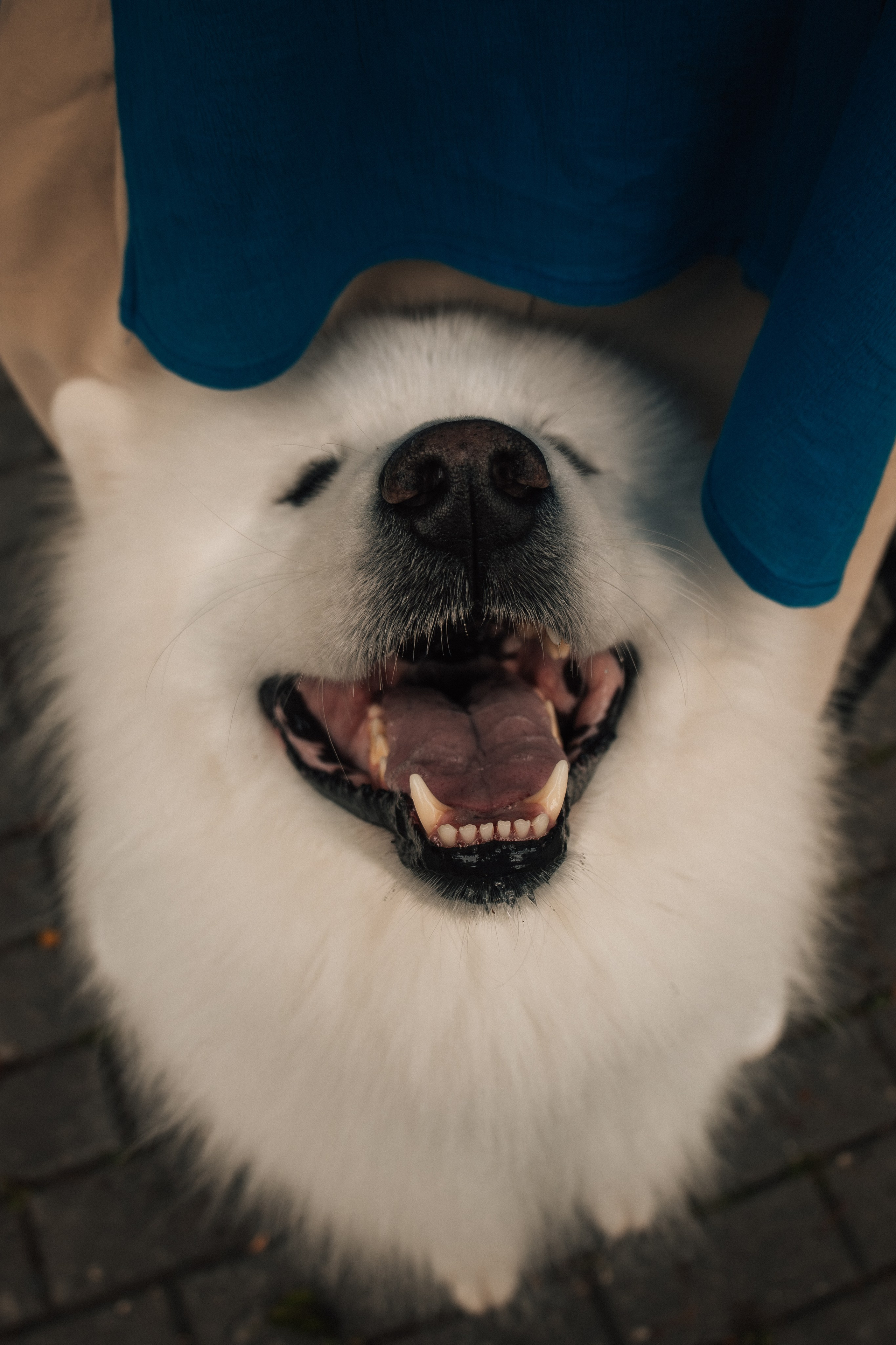 Прогулочная фотосессия девушки в парке с собакой самоедом. Фотограф-анималист в Москве Екатерина Тихонова