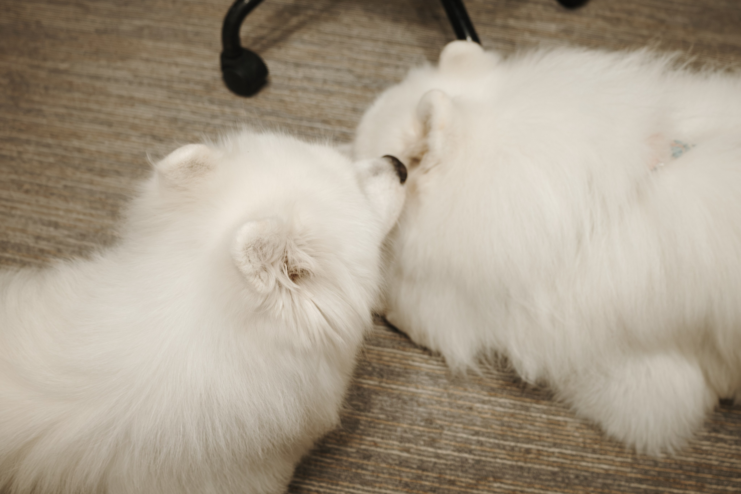 Домашняя фотосессия девушки с собакой и пара фото в дождливый день. Фотограф-анималист в Москве Екатерина Тихонова