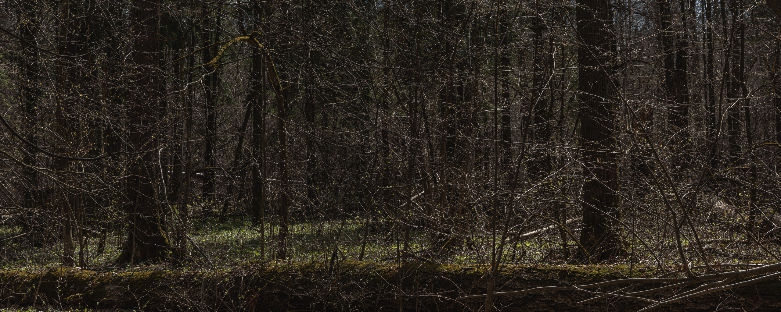 Лосиный остров. Май 2022. Фотографии