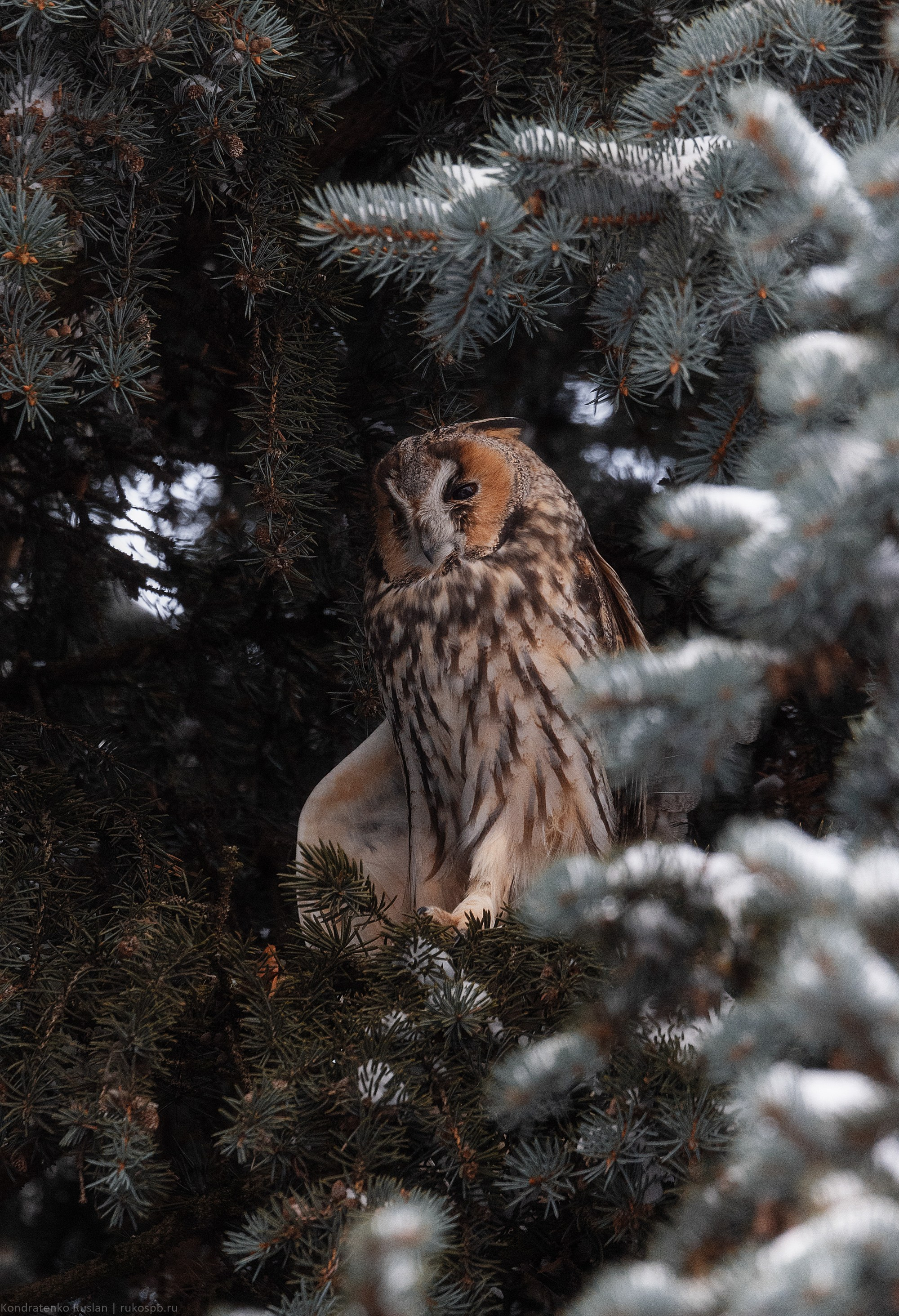 Ушастая сова. Архитектурный и пейзажный фотограф Кондратенко Руслан, Санкт-Петербург