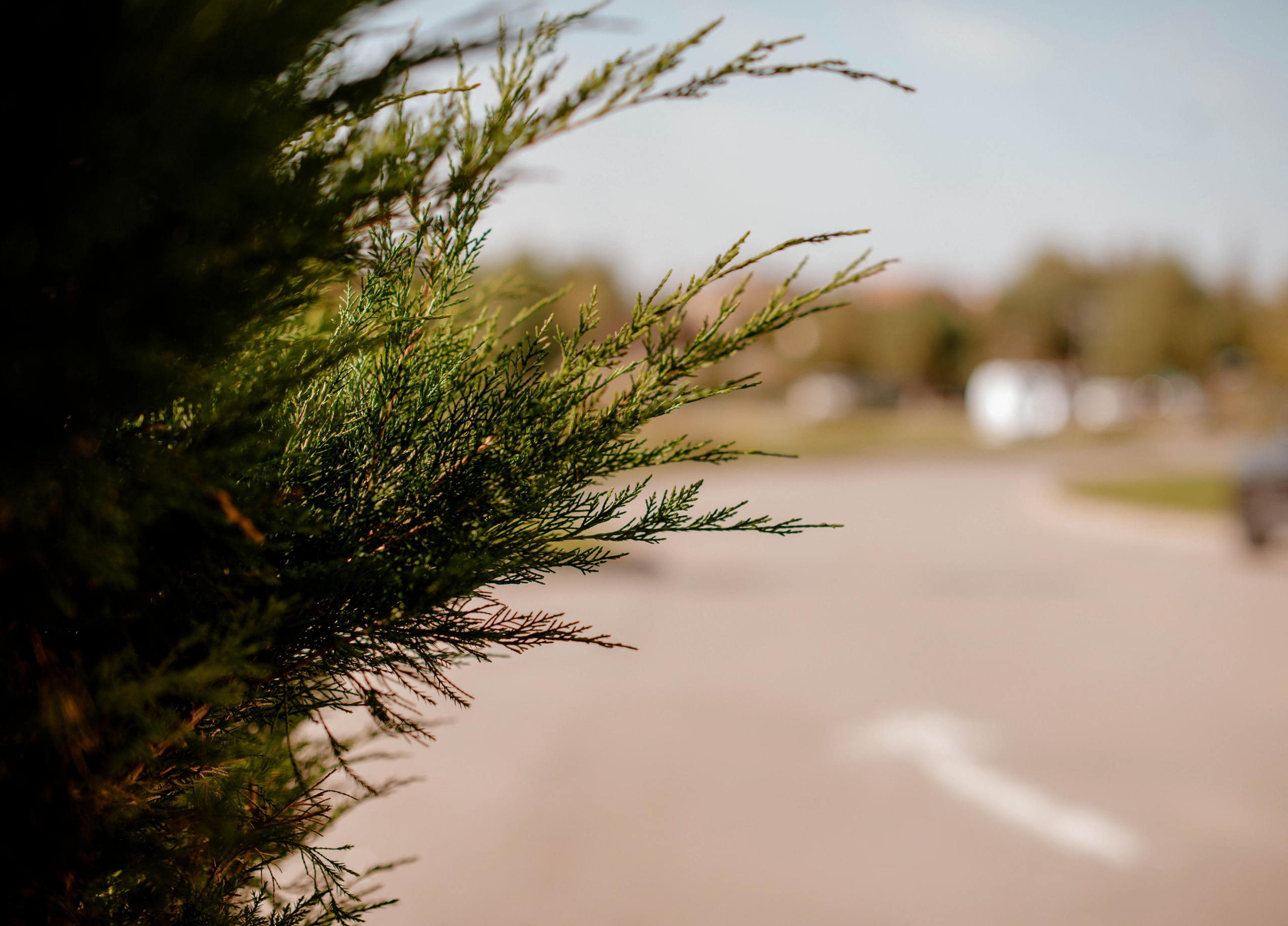 Евгений и Евгения. Свадебный Фотограф в Твери Анастасия Булкина