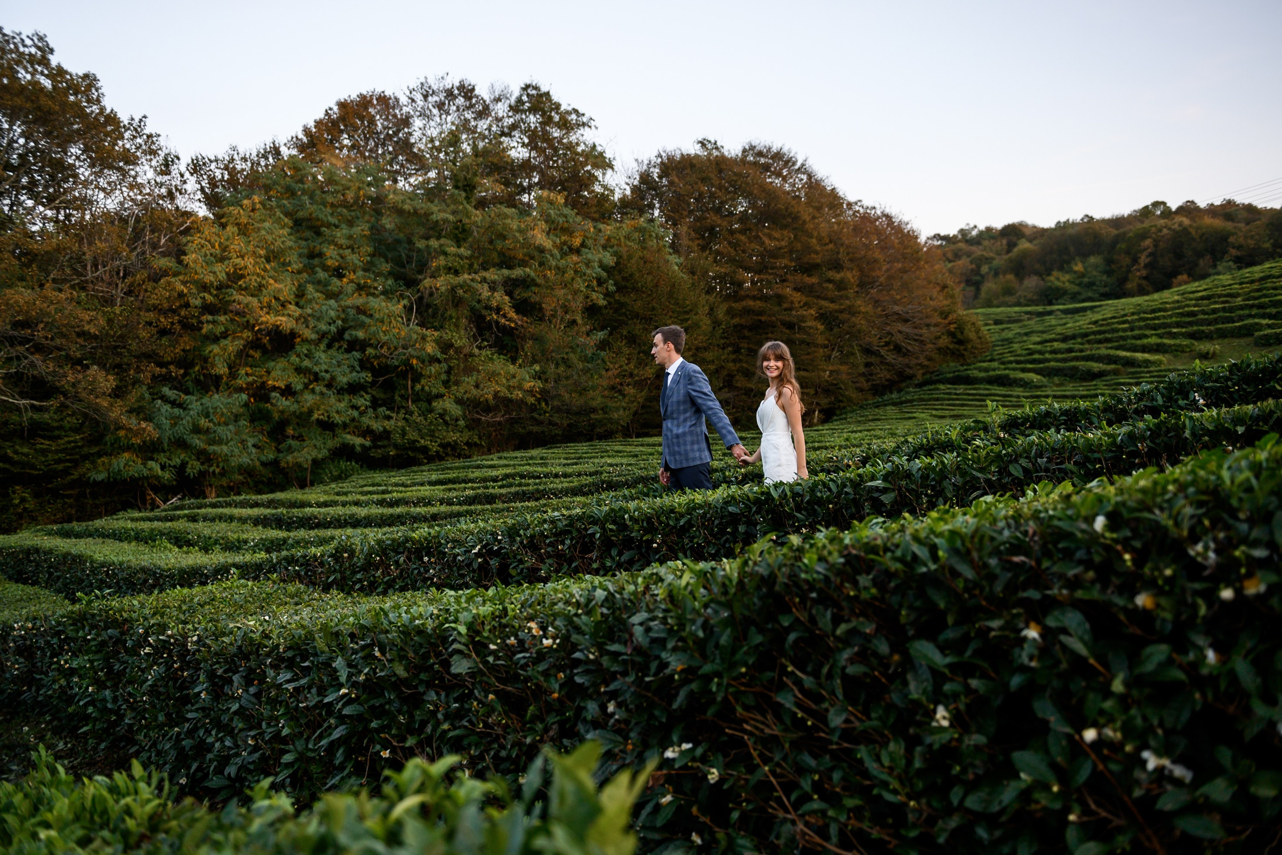 Чайные плантации. Олег и Светлана. Свадебный и семейный фотограф София Невская