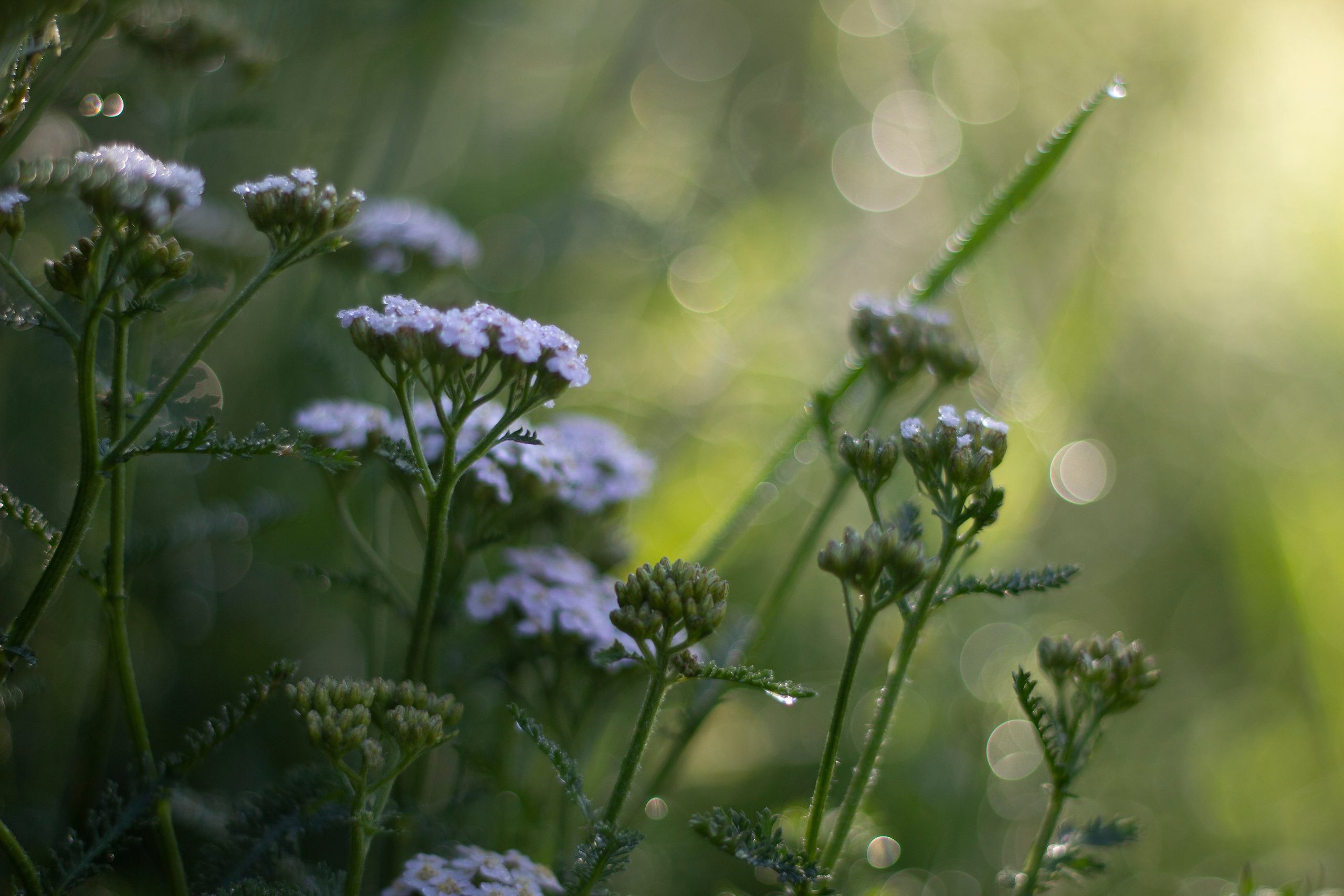 Лето. Ваш фотограф Северск | Томск