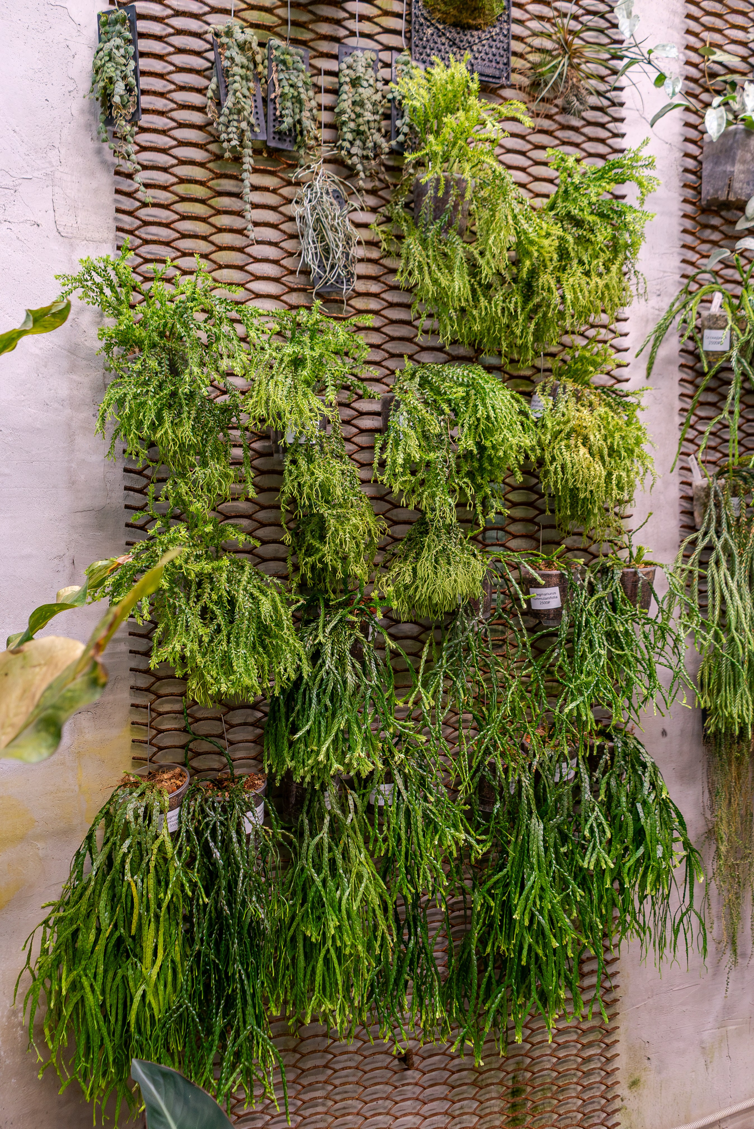 Greenrare июль. Александра Куликова фотограф, Москва