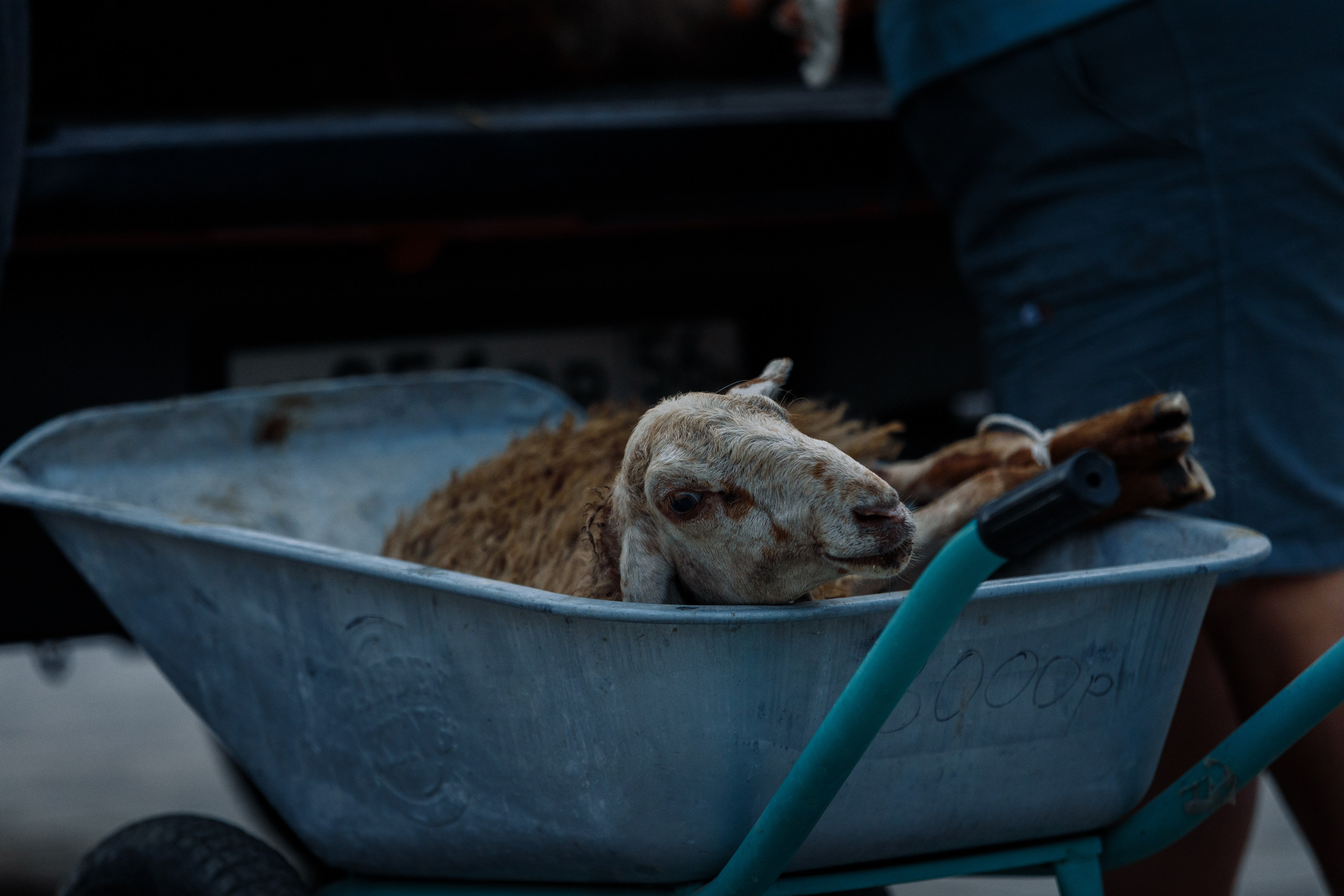 Овечий день. О нас