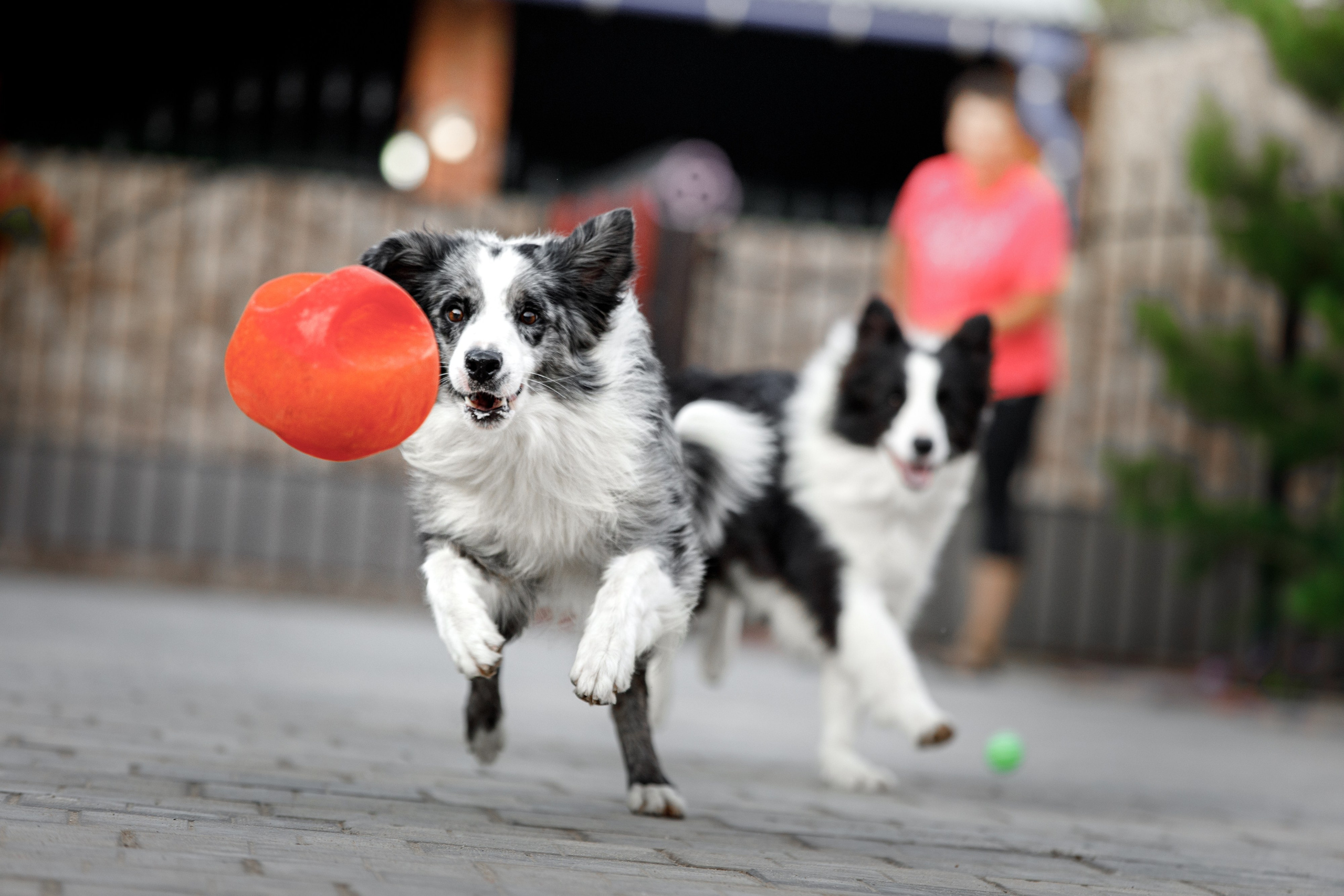Болтовня в саду. О нас