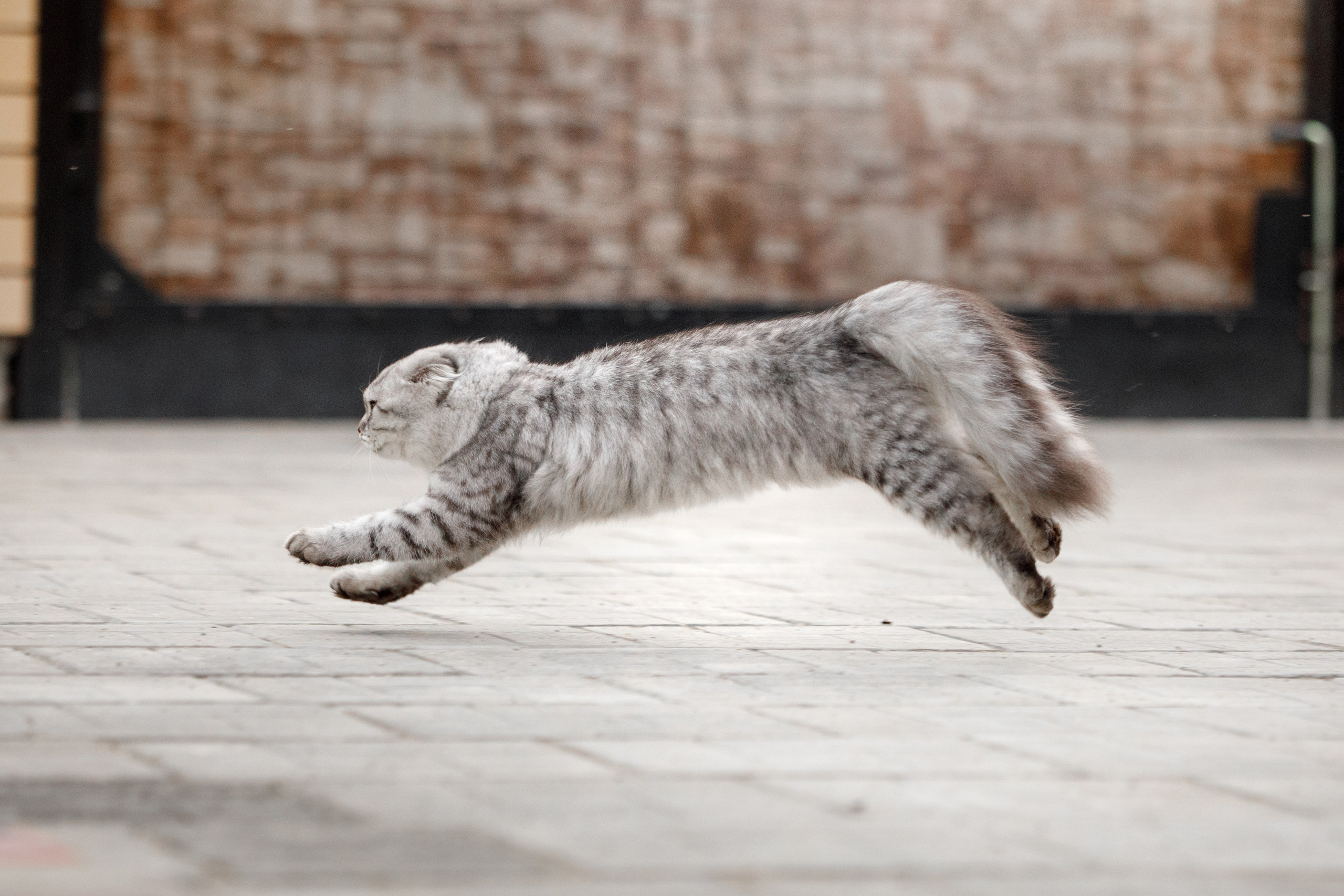 Болтовня в саду. О нас