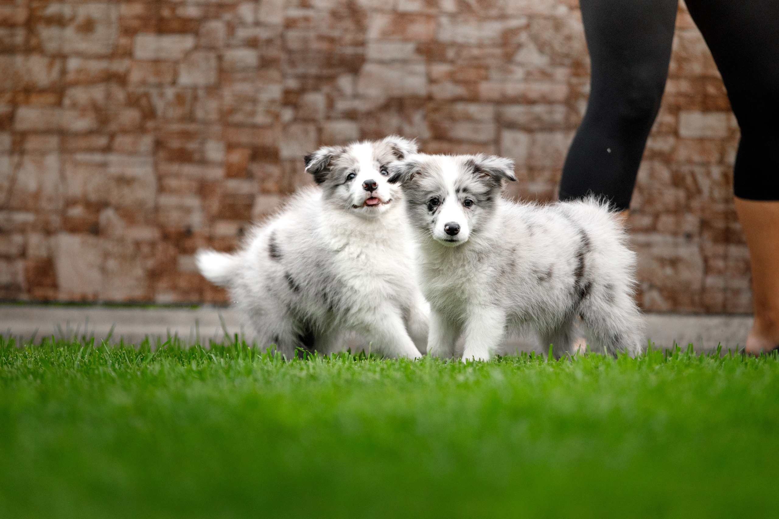 Болтовня в саду. О нас