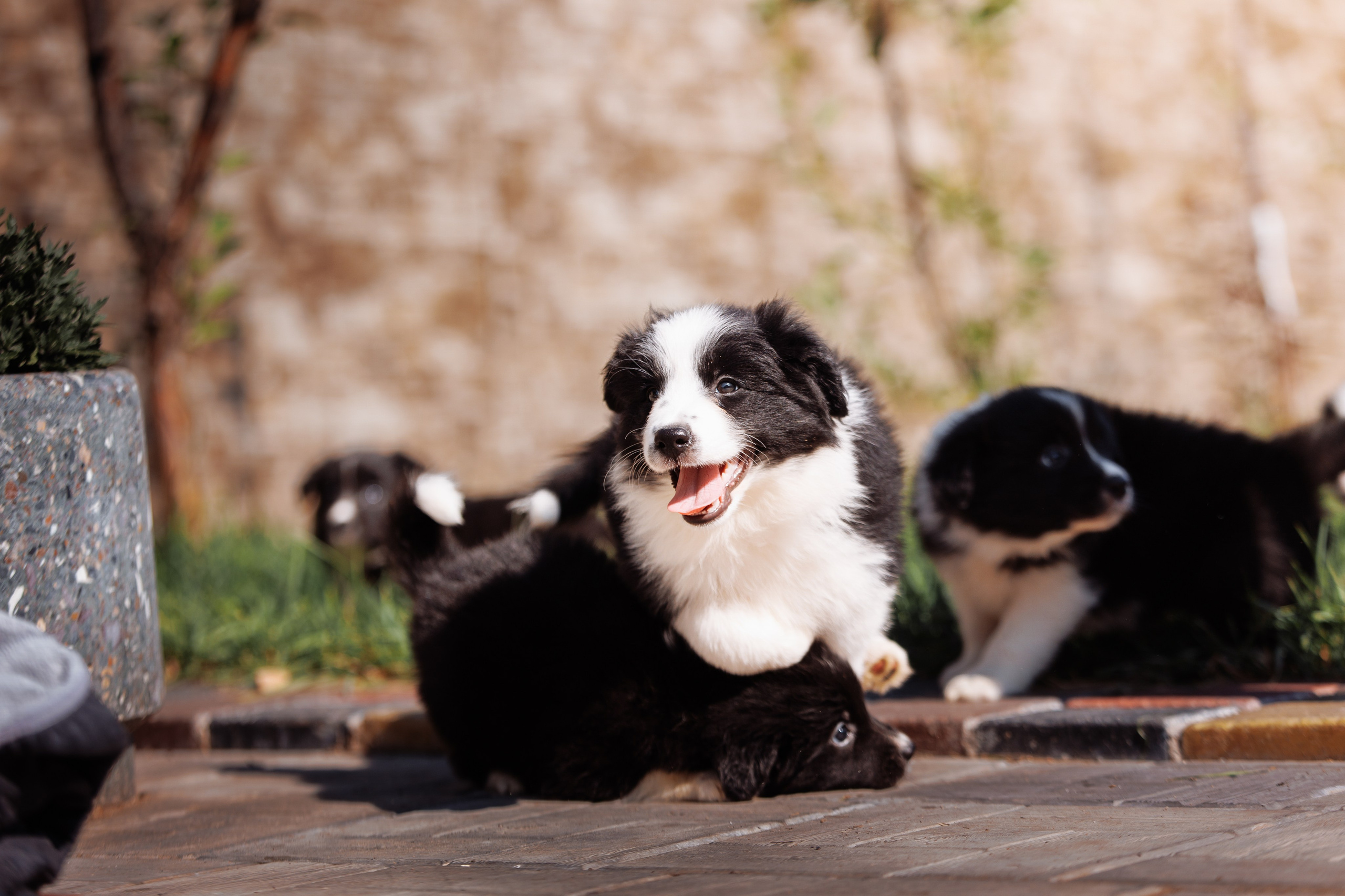 МММ — маленькое мягкое милое. О нас