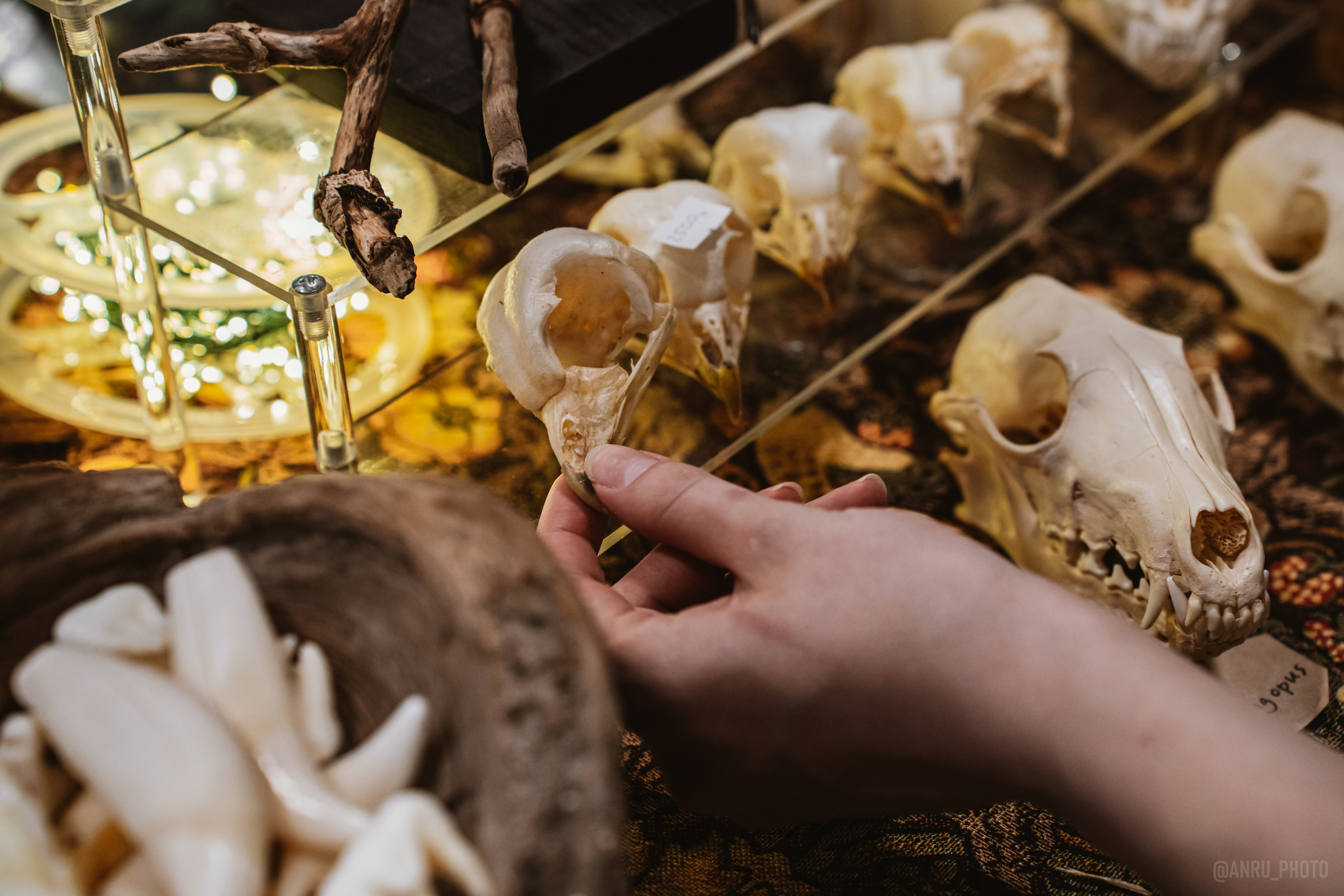 Рептилиум (ручная работа). Репортажный фотограф Анастасия Рубцова