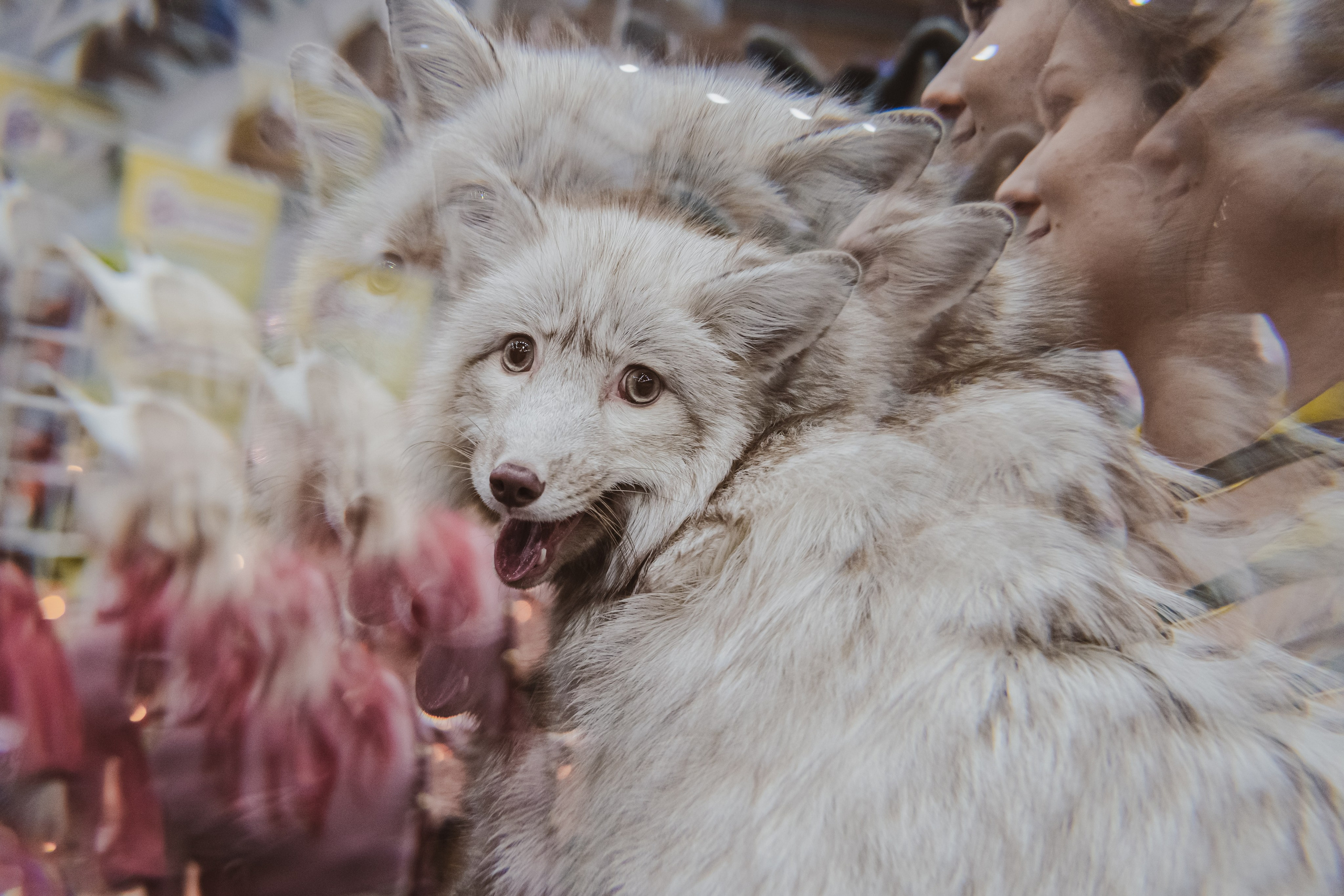Fox Family fest. Репортажный фотограф Анастасия Рубцова