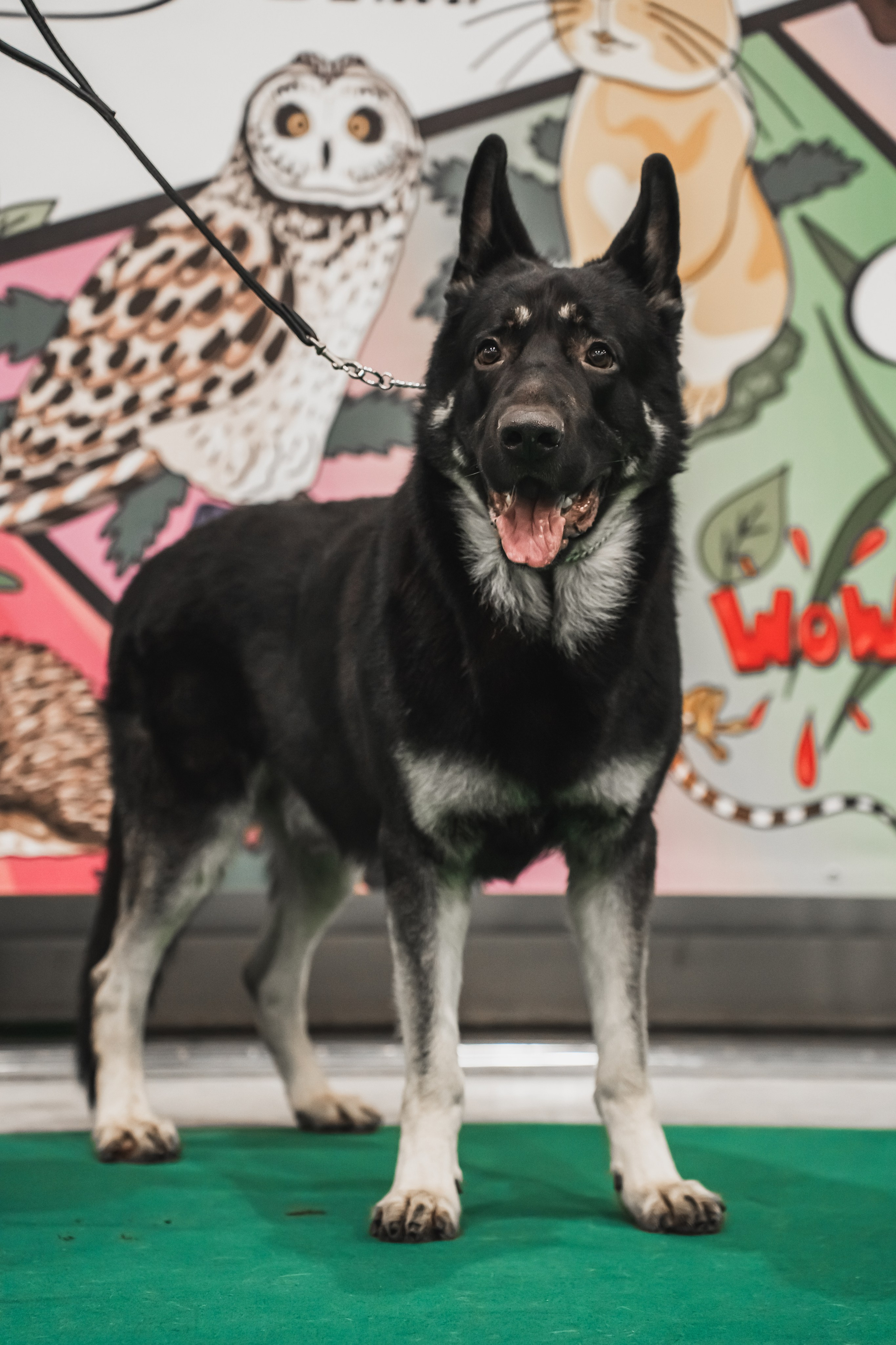 Международная выставка собак всех пород. Репортажный фотограф Анастасия Рубцова