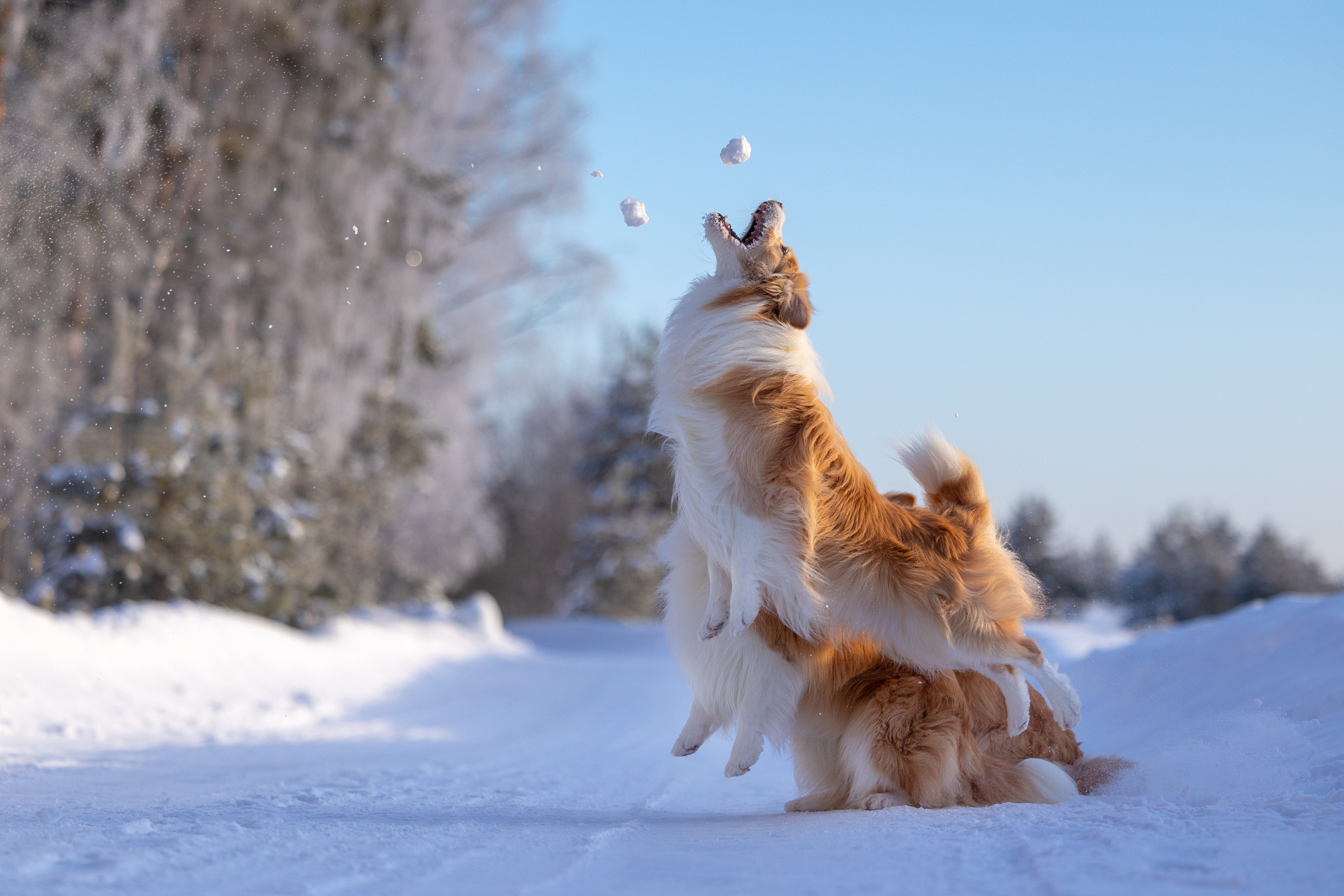 Бордер колли Прайм, Вэй и Лёля. Фотограф-анималист Natalia Deingel | Фотосъемка собак в Москве
