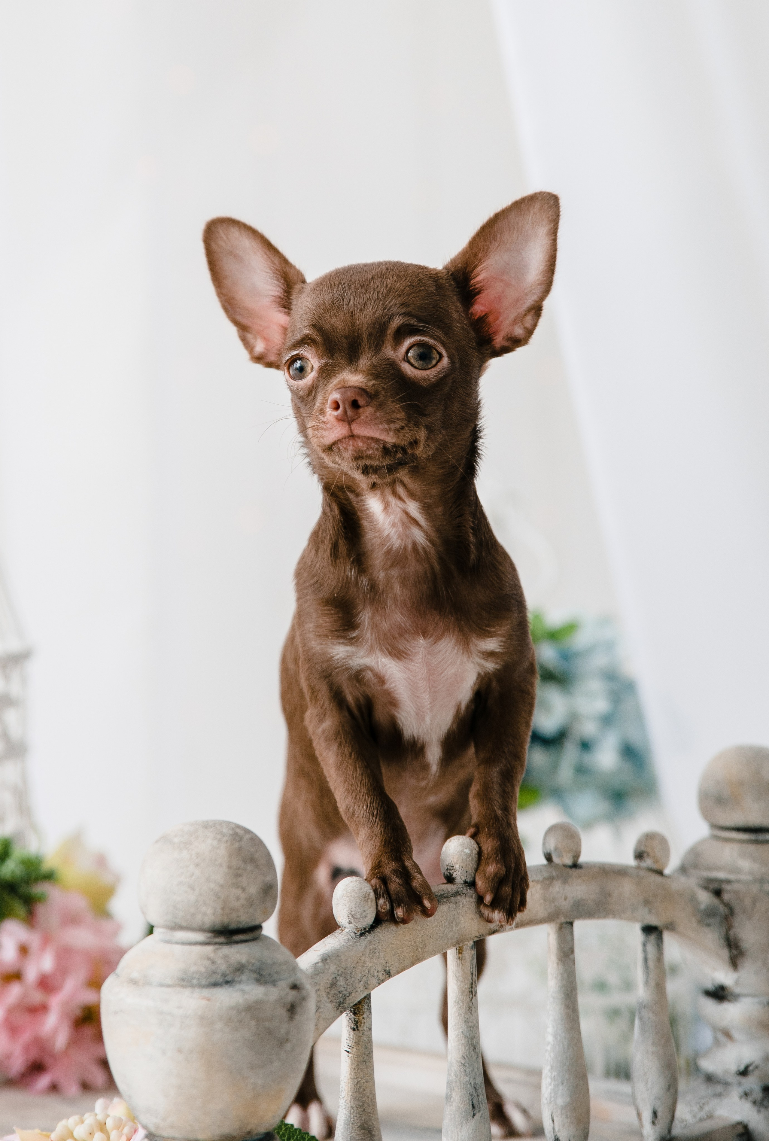 Чихуа Ахуа студия. Главная