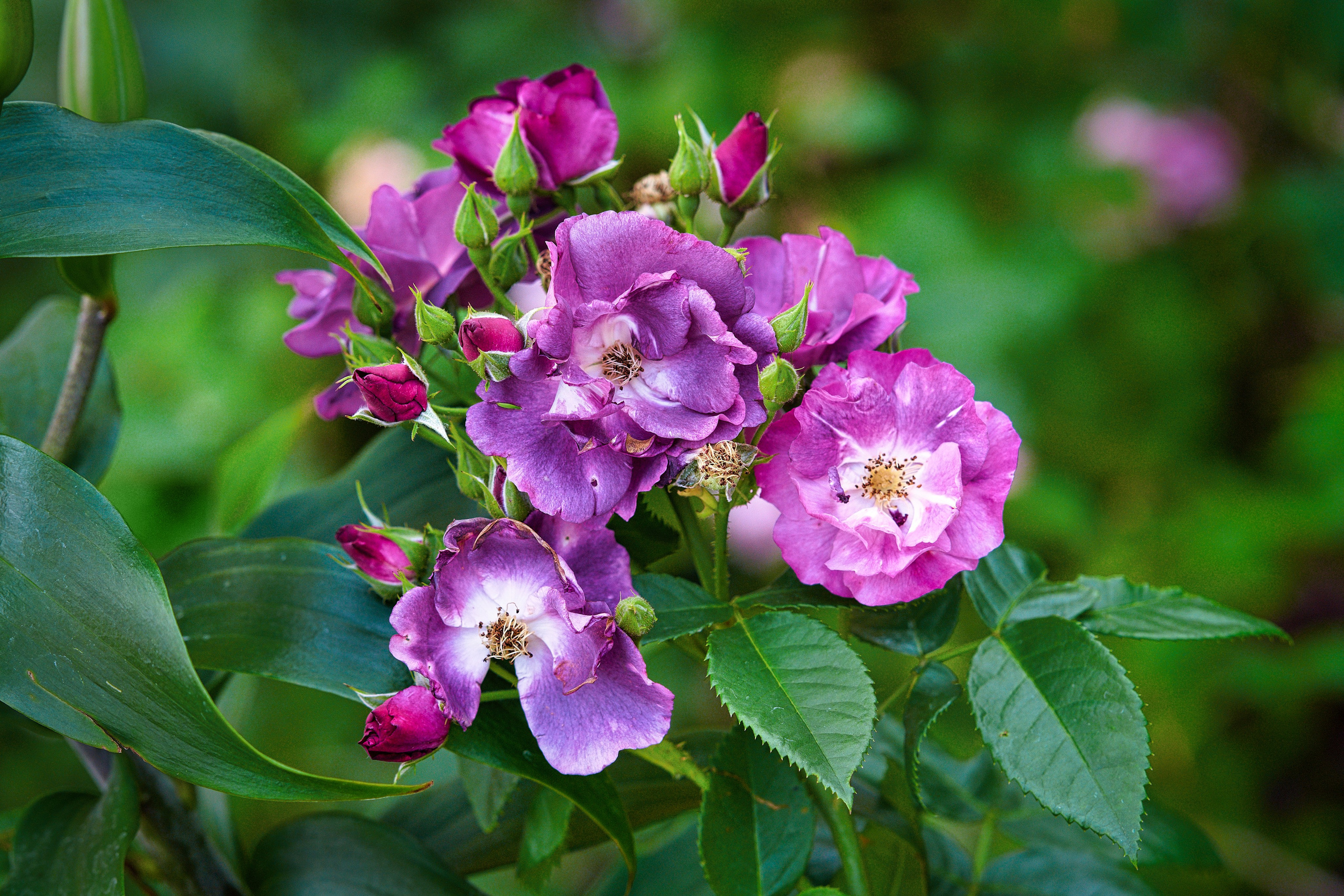 Наша мать — природа. Фотограф Владимир Артамонов