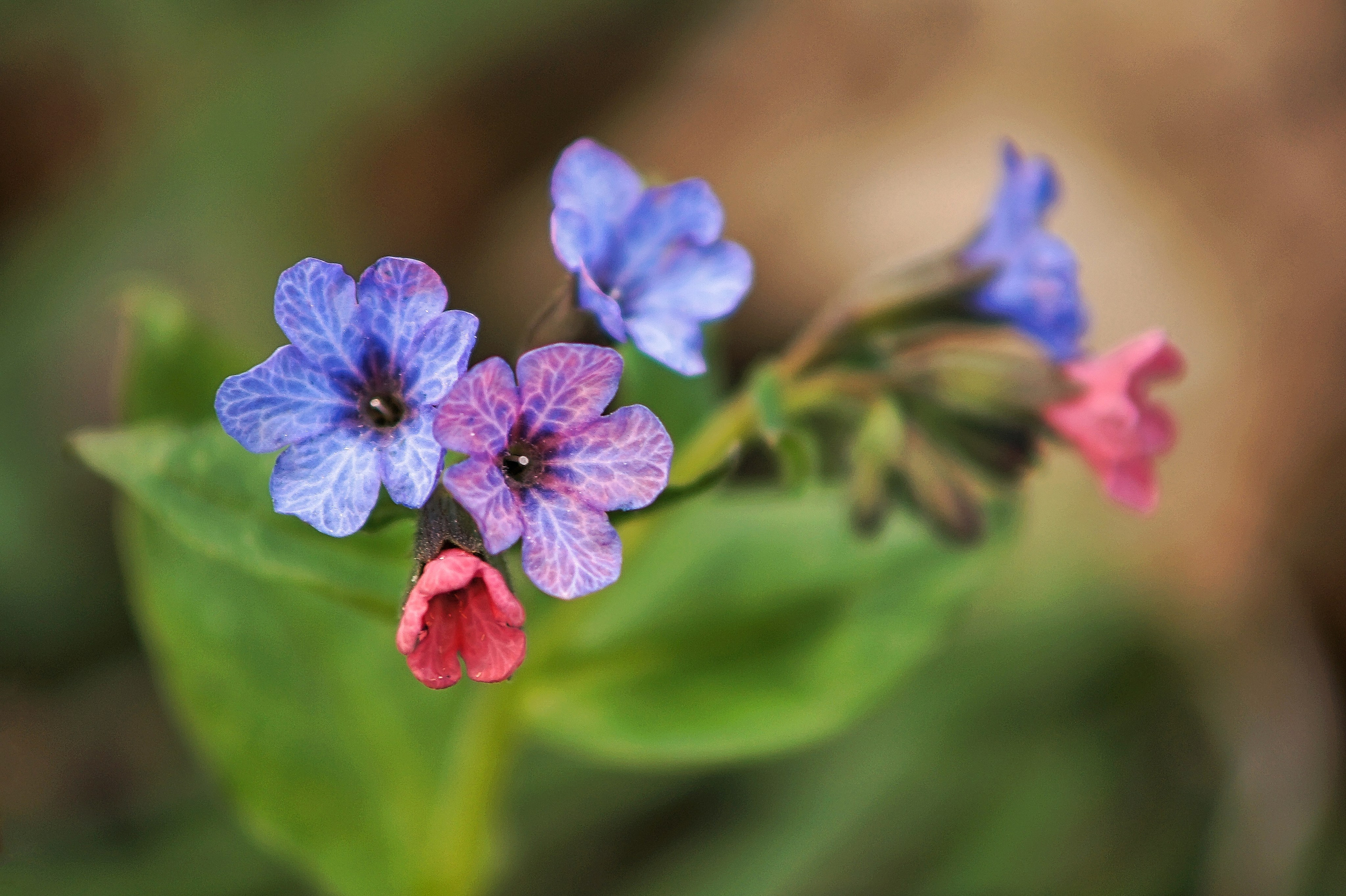 Наша мать — природа. Фотограф Владимир Артамонов