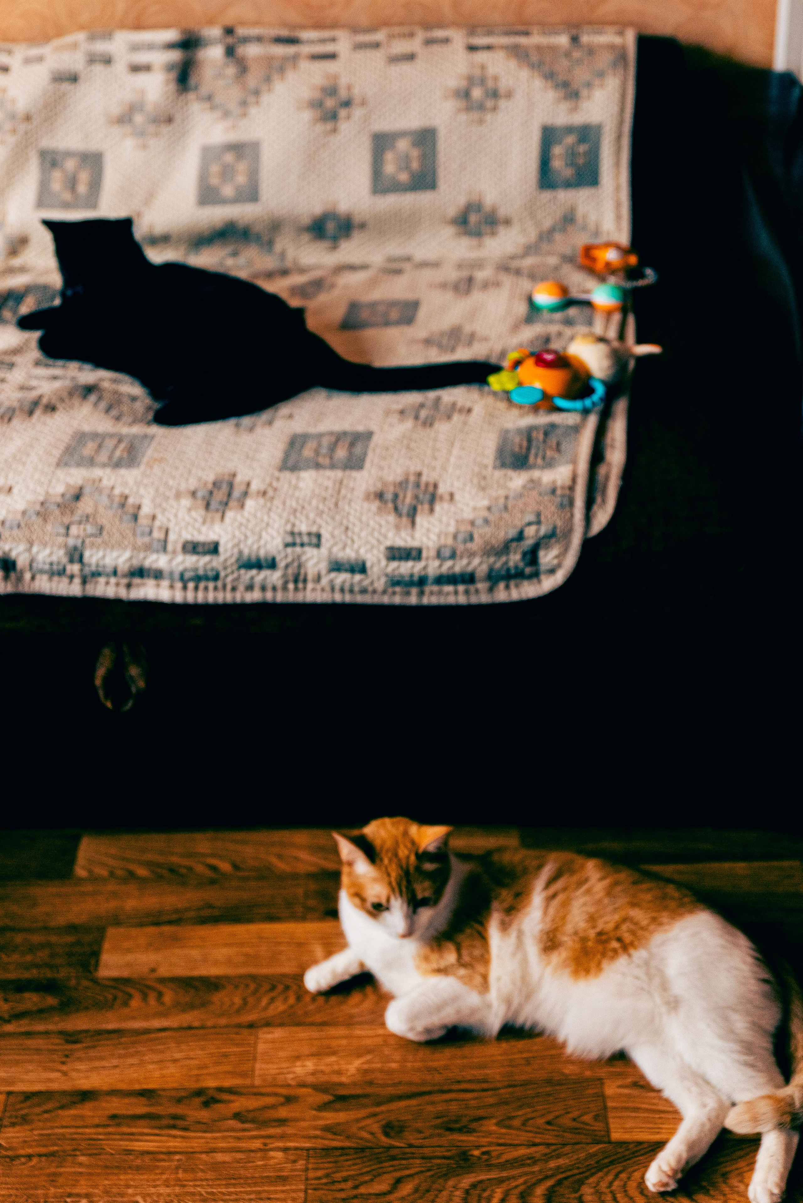 Паша Даша ребятишки и коты. Фотограф в Москве и МО Влада Обласова