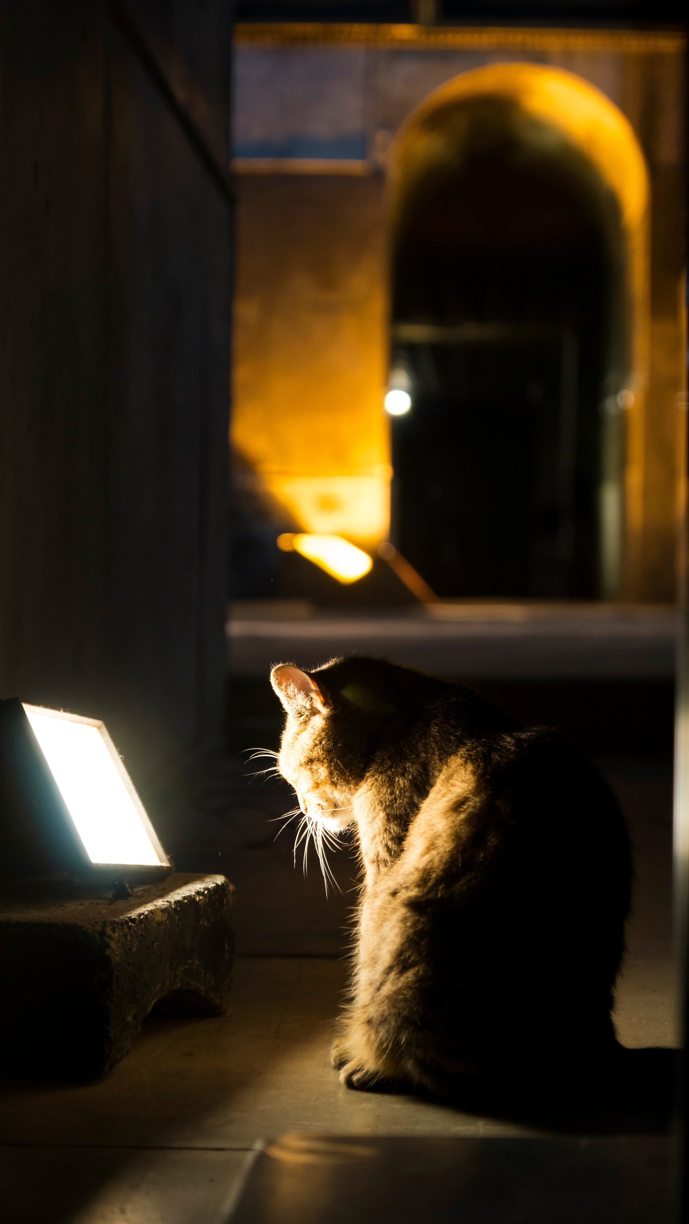 Стамбульские кошки. Фотограф-путешественник Самойлов Максим «Sly Fox»