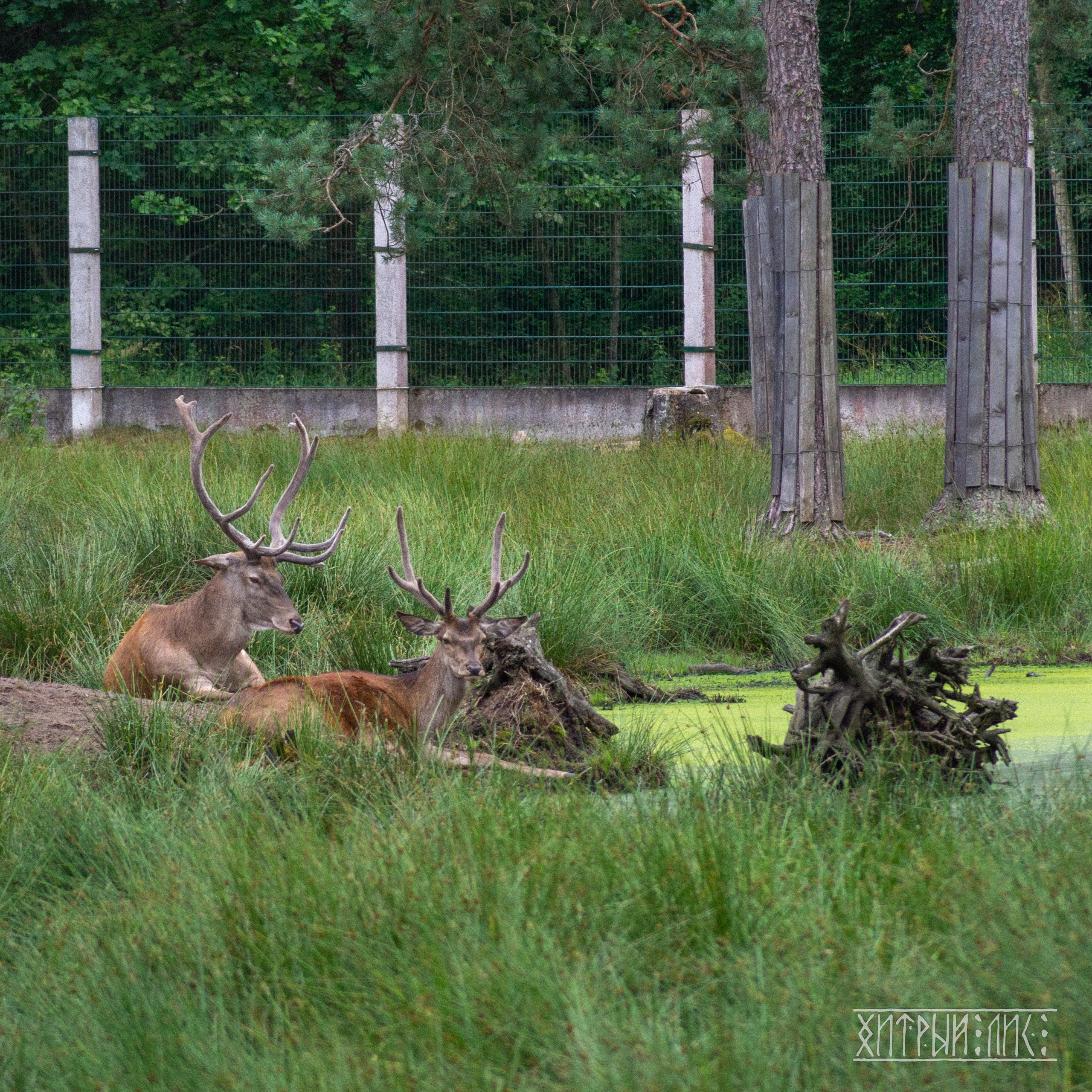 Беларусь. Фотограф-путешественник Самойлов Максим «Sly Fox»