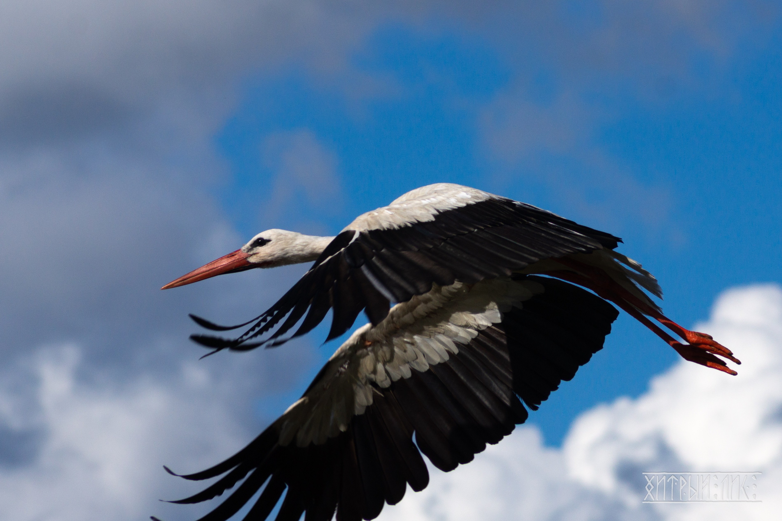Беларусь. Фотограф-путешественник Самойлов Максим «Sly Fox»