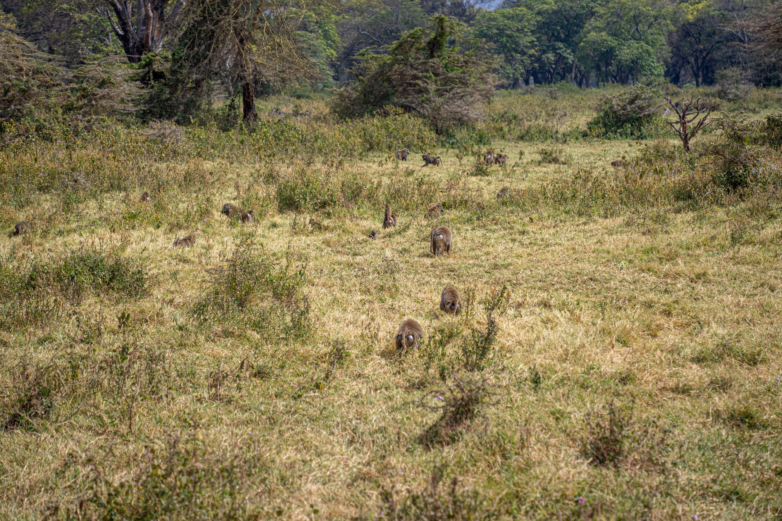 Танзания, сафари, 2025. Творческие сьемки