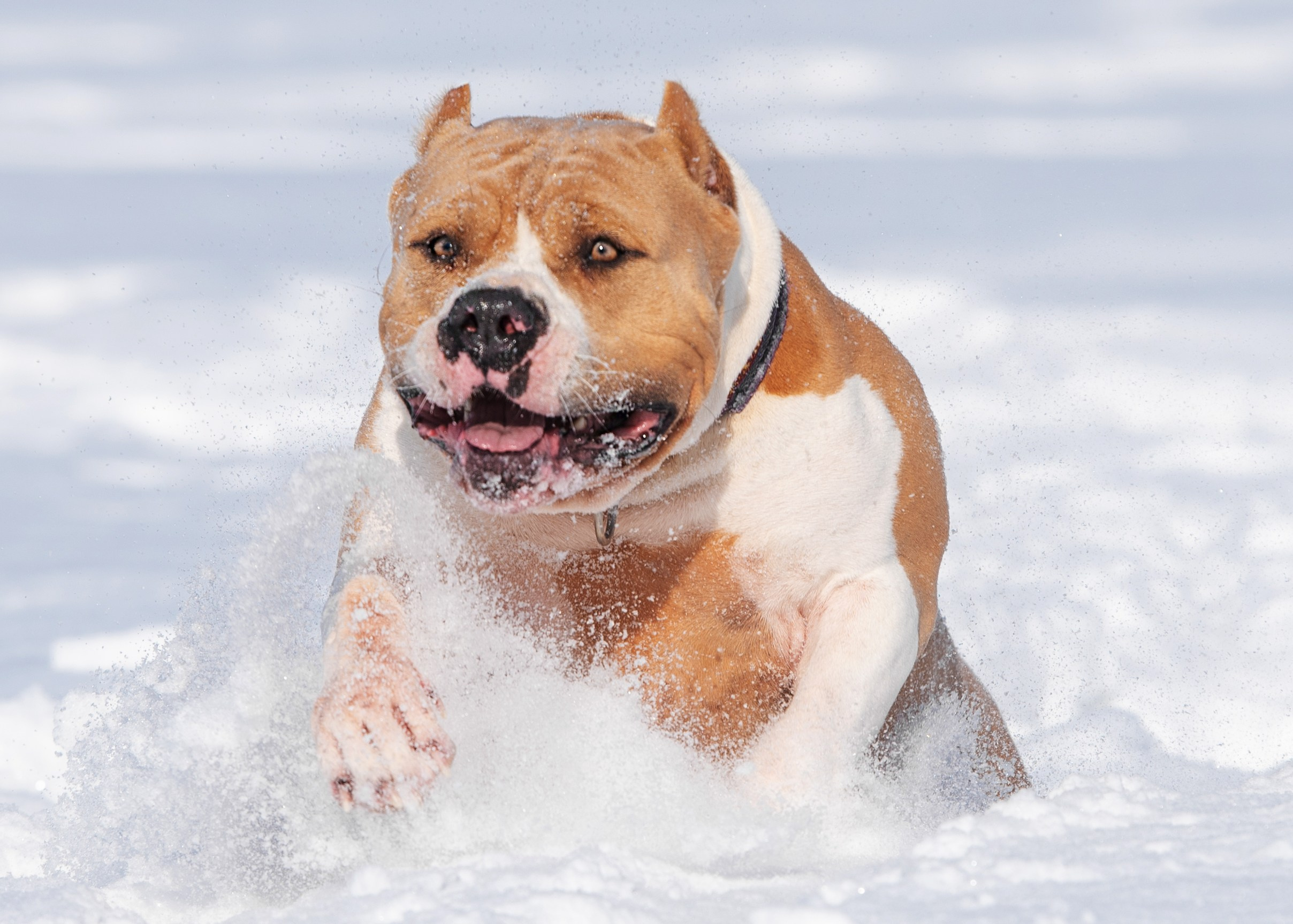 Булли. Дог-фотограф в Тюмени Александра Королева