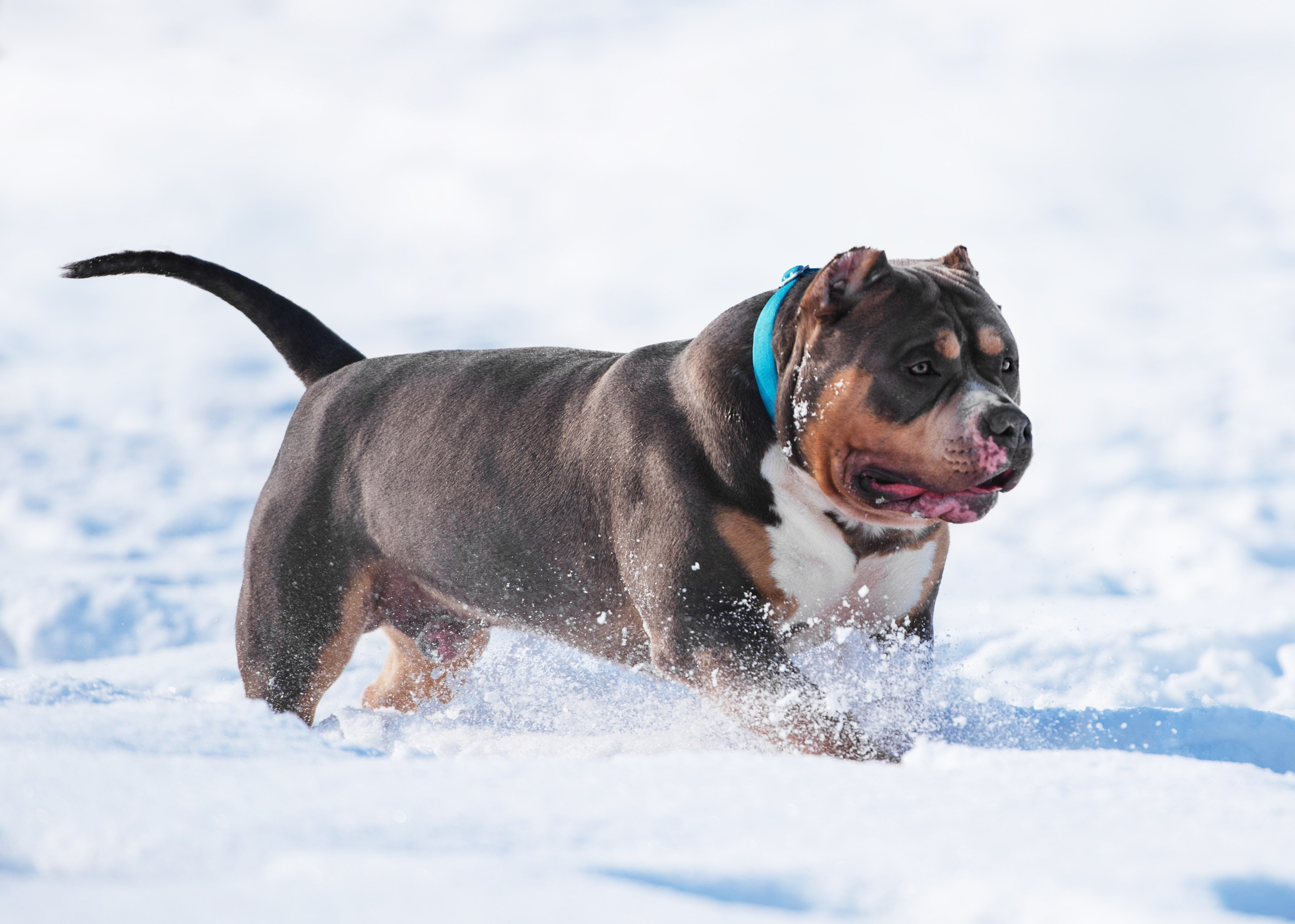 Булли. Дог-фотограф в Тюмени Александра Королева