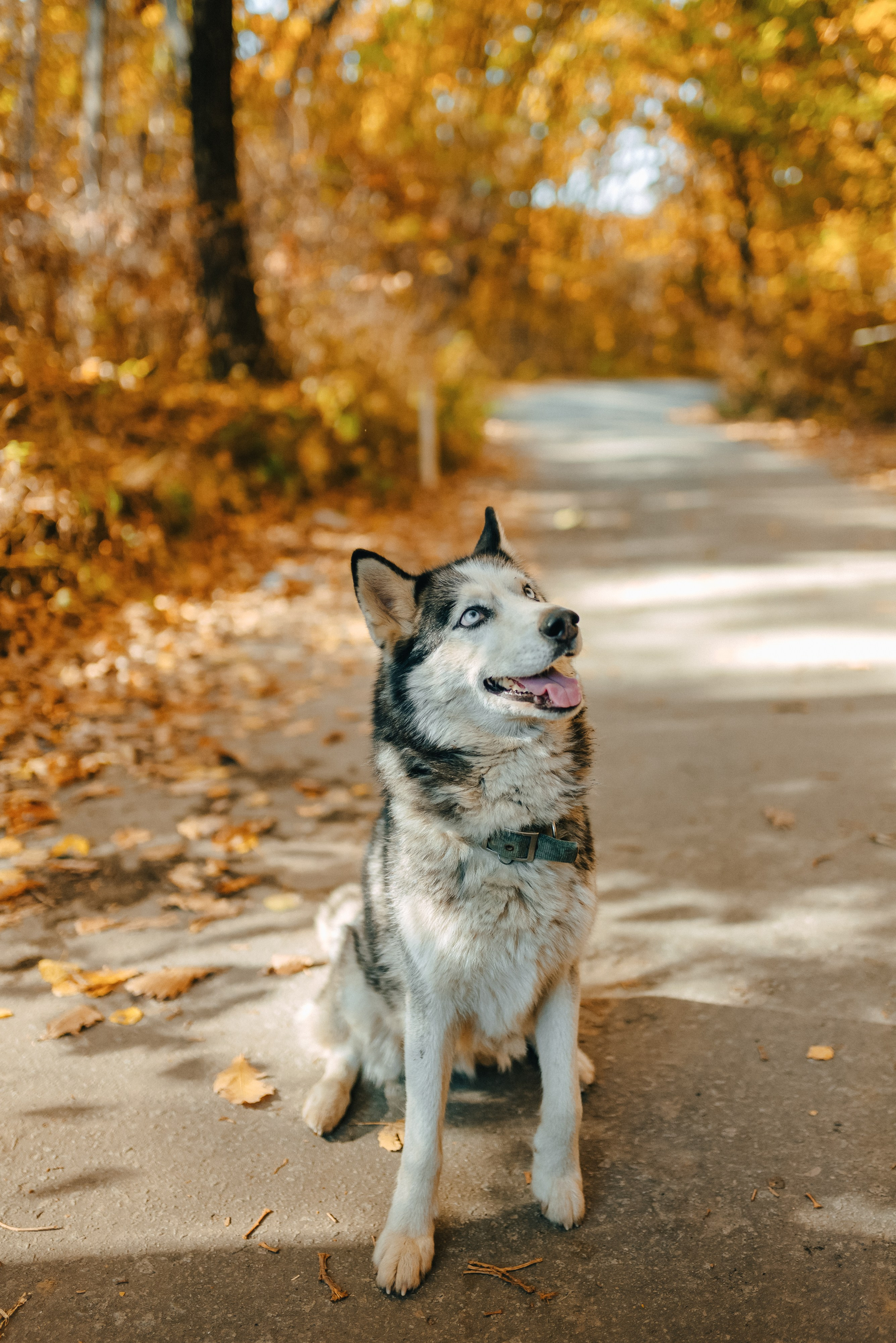 ТЕПЛАЯ ОСЕНЬ. Шашкова Вероника / Свадебный и семейный фотограф Москва и Ярославль