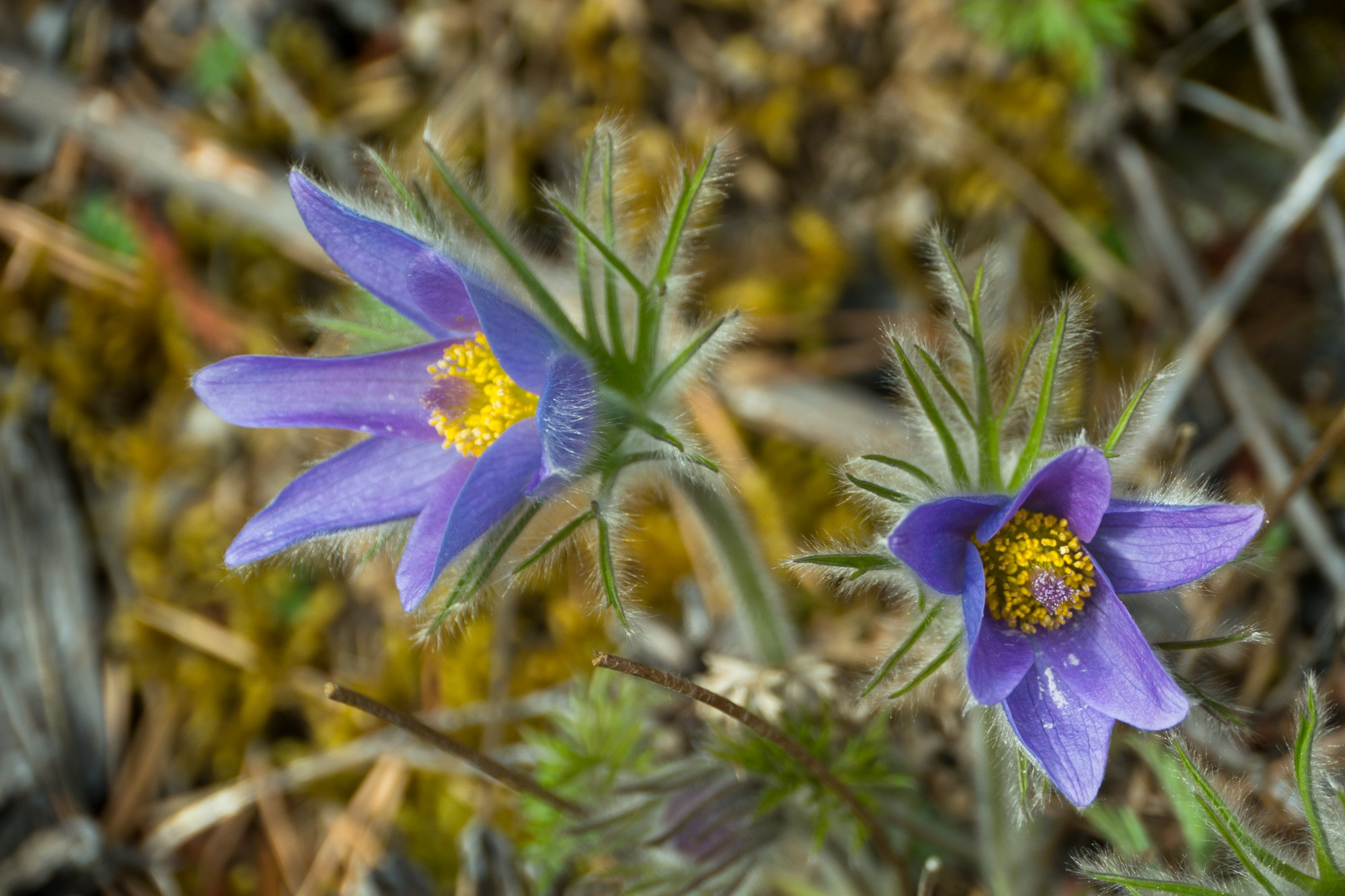 Якутия. Фотограф Алексей Скоробогатько