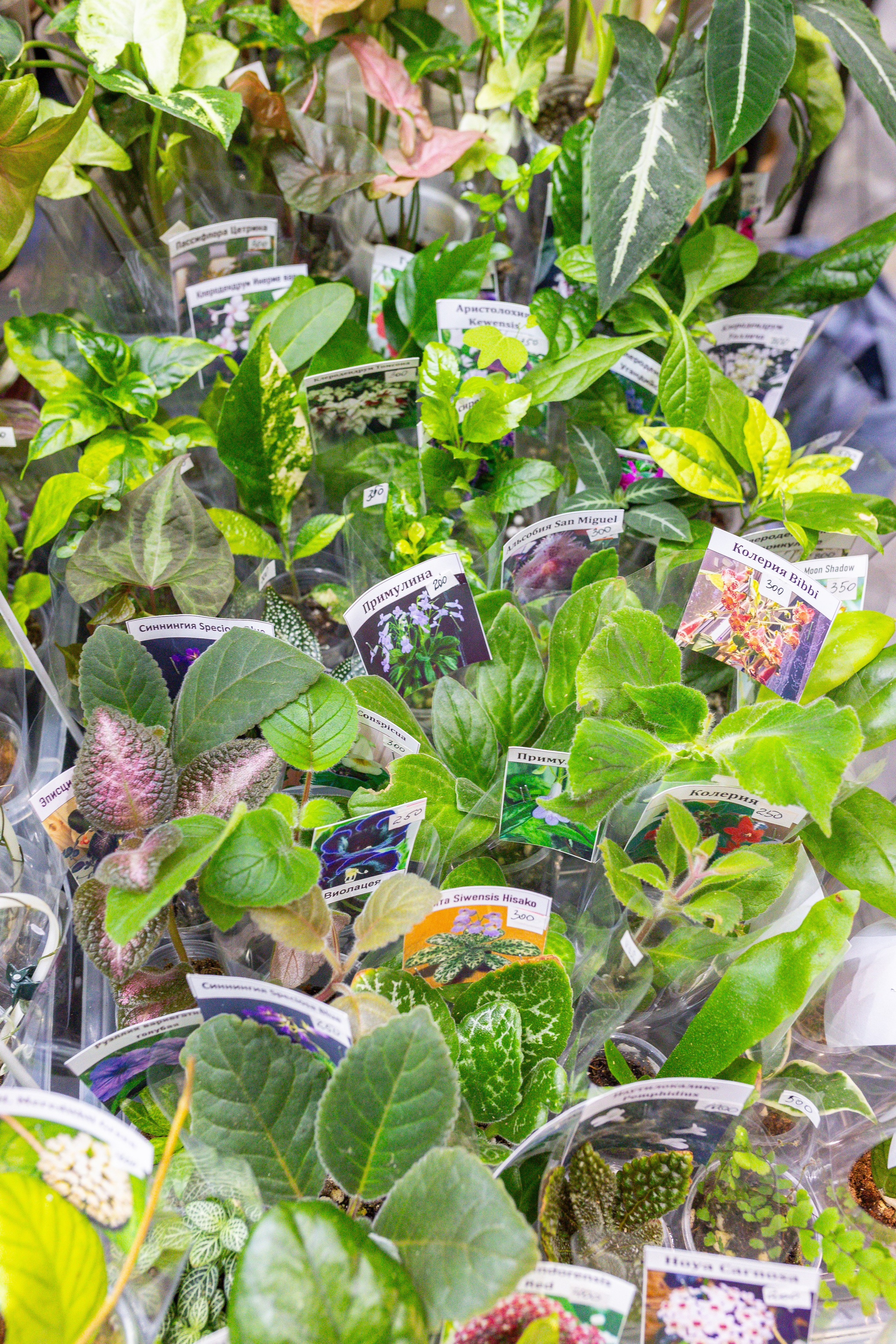 Монстериум 11–12 октября. Александра Куликова фотограф, Москва