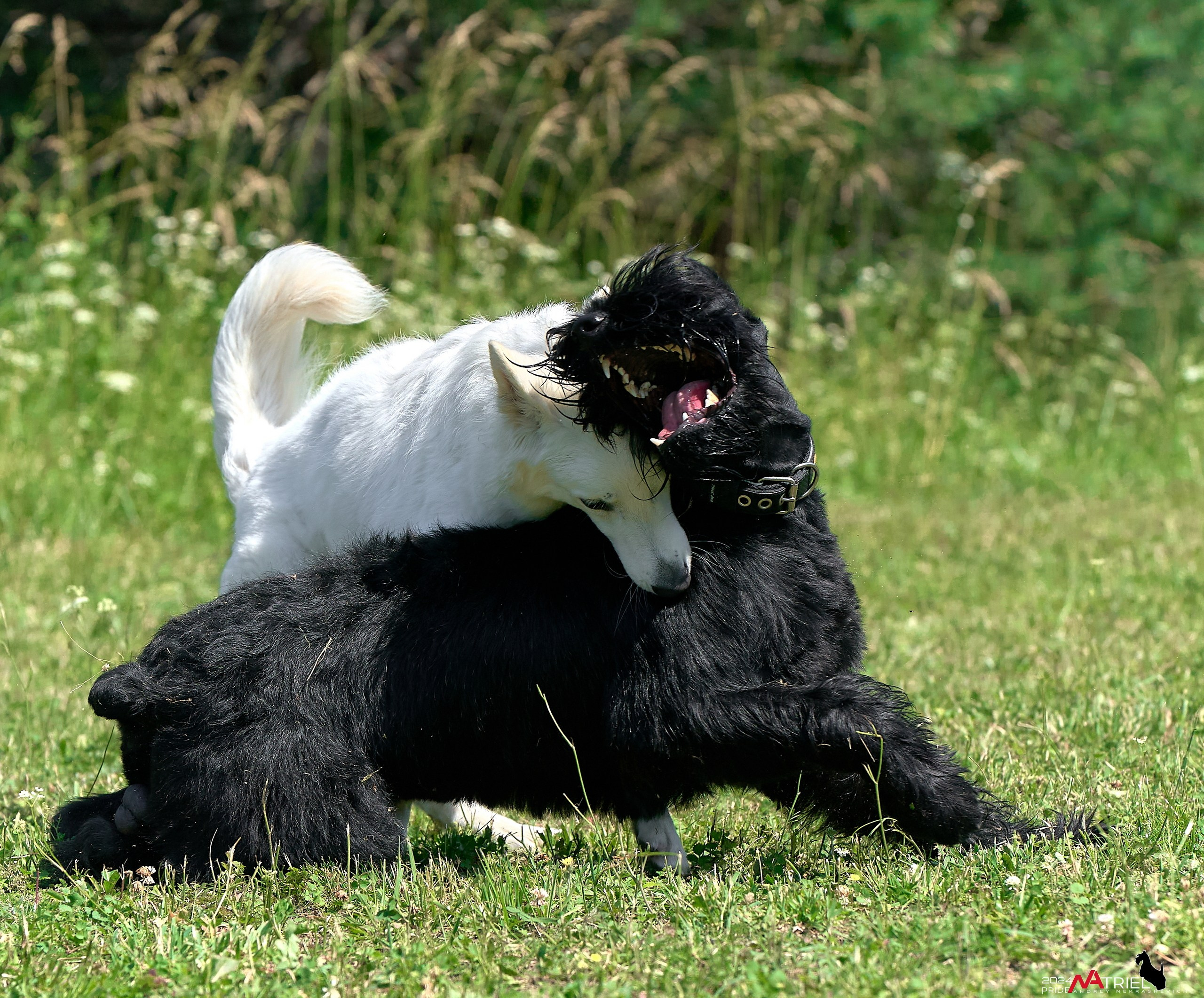 Репортаж из кинологического лагеря