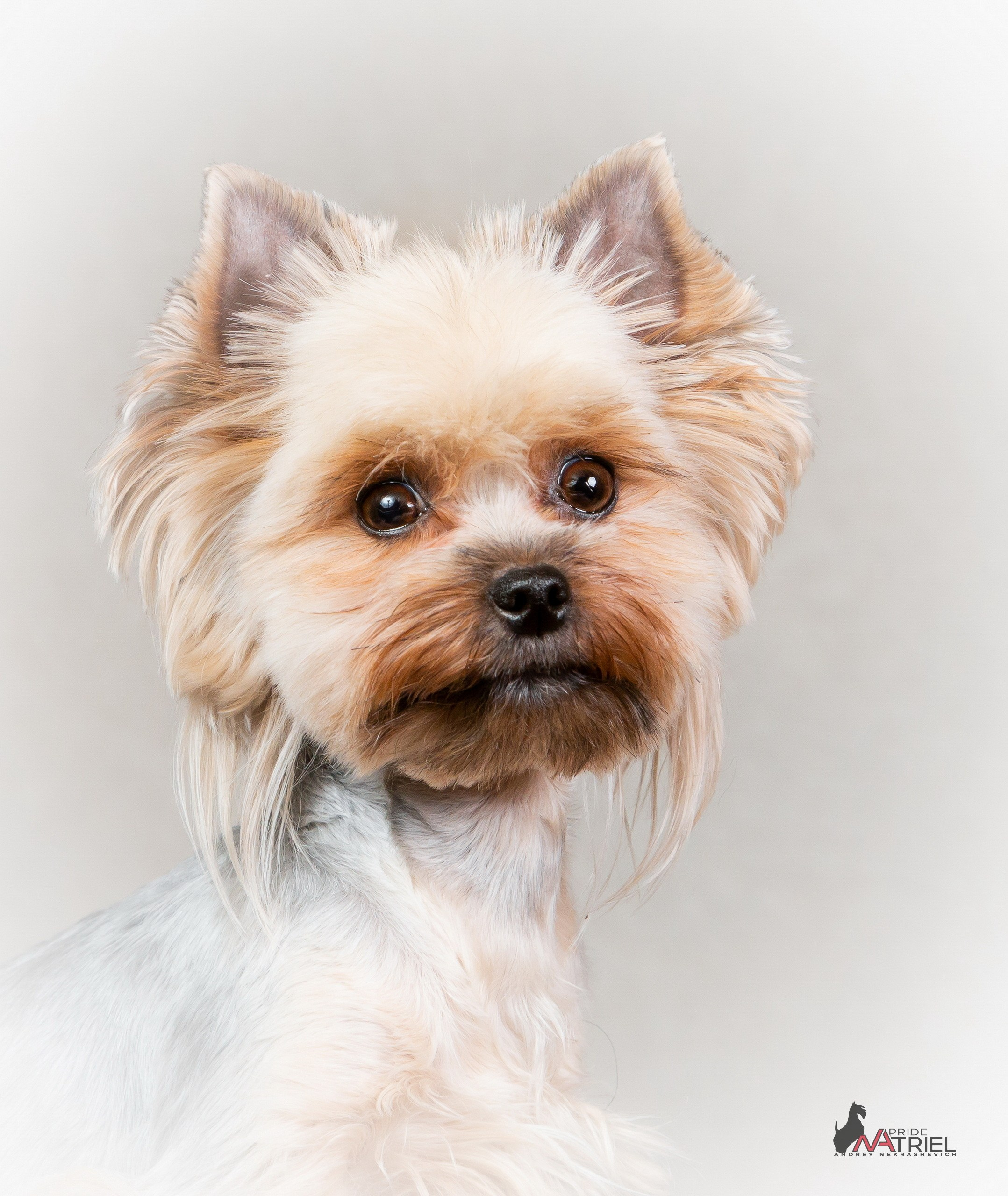 Собаки в студии — галерея NATRIEL