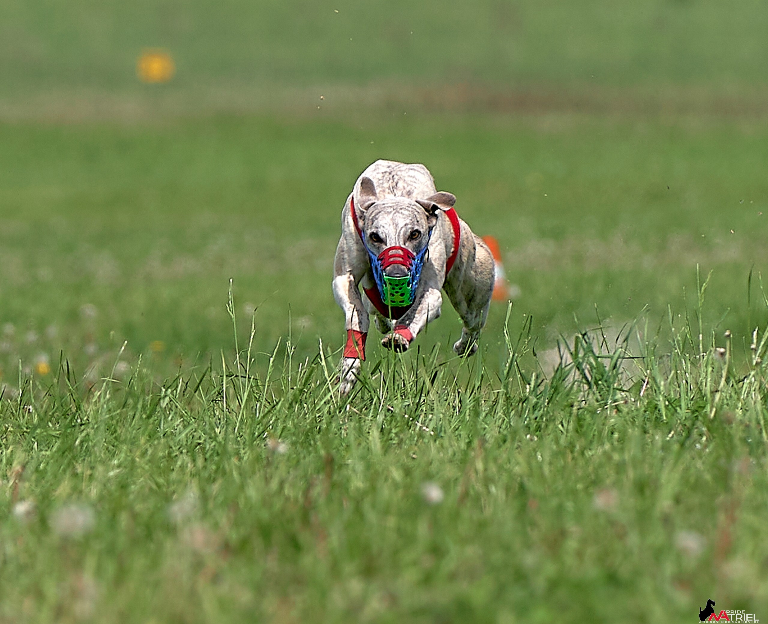 Съемка курсинг — галерея NATRIEL